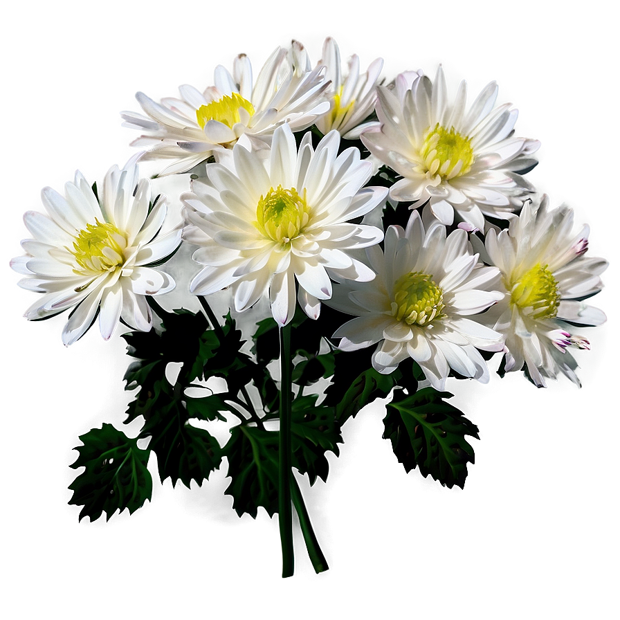 White Chrysanthemums Flowers Png 72 PNG