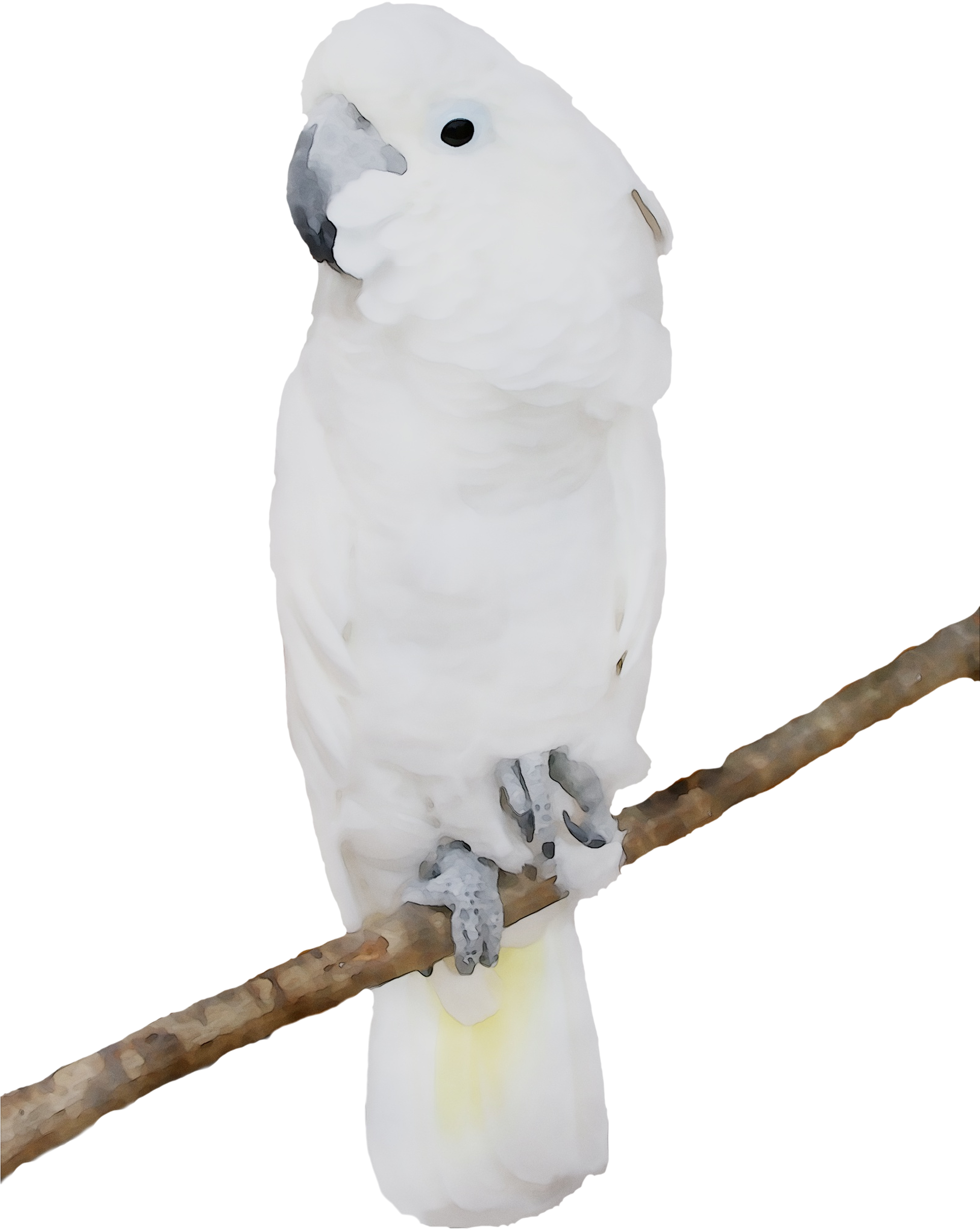 White Cockatoo Perched PNG