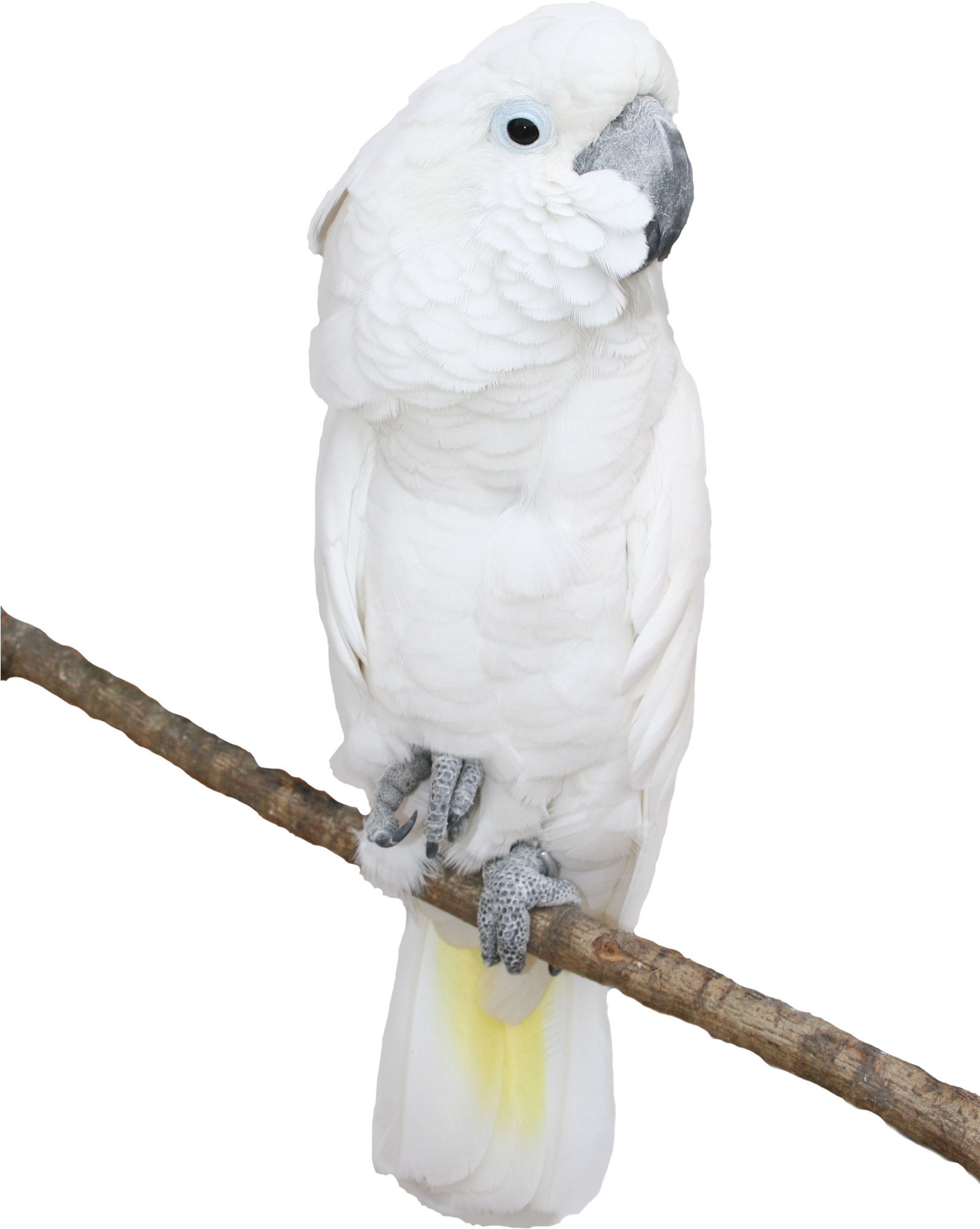 Download White Cockatoo Perchedon Branch | Wallpapers.com