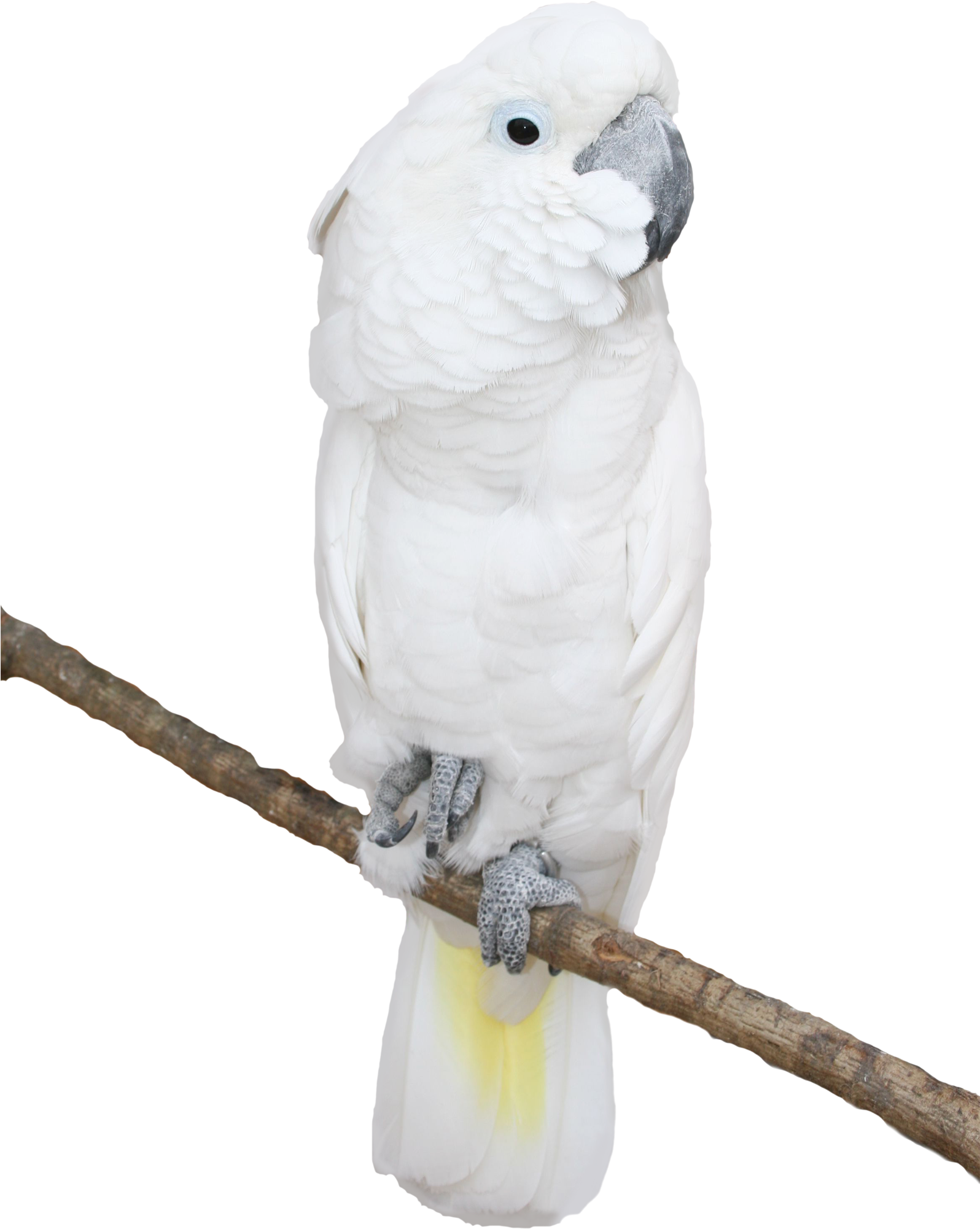 White Cockatoo Perchedon Branch PNG