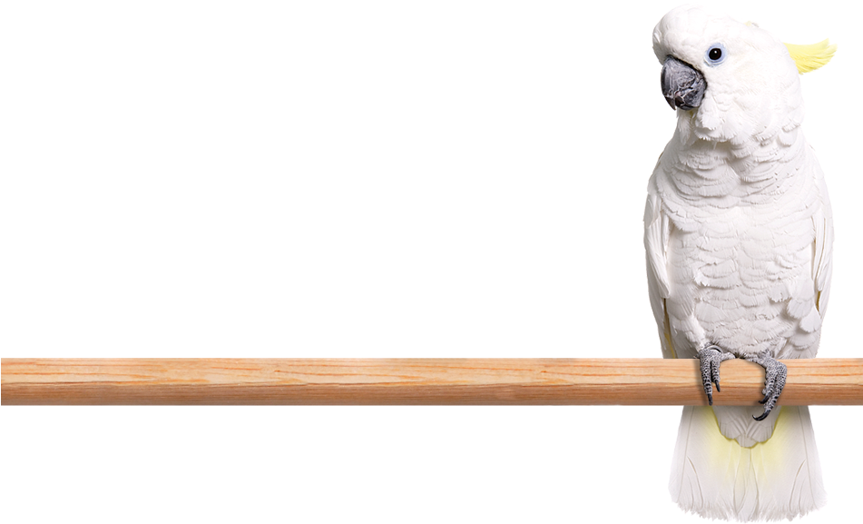 White Cockatoo Perchedon Wooden Stick PNG