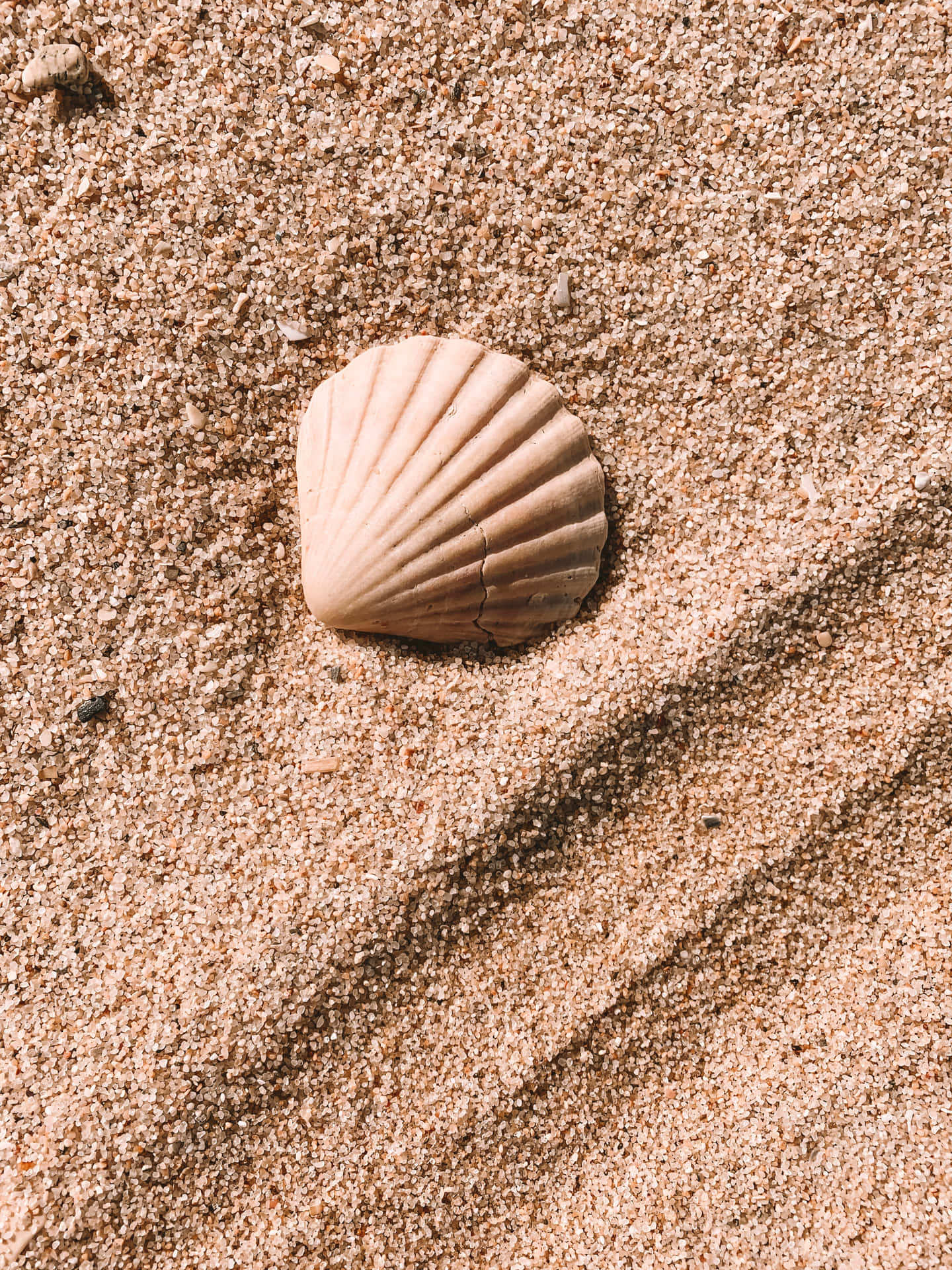 Weißeherzmuschel Auf Dem Sand Wallpaper