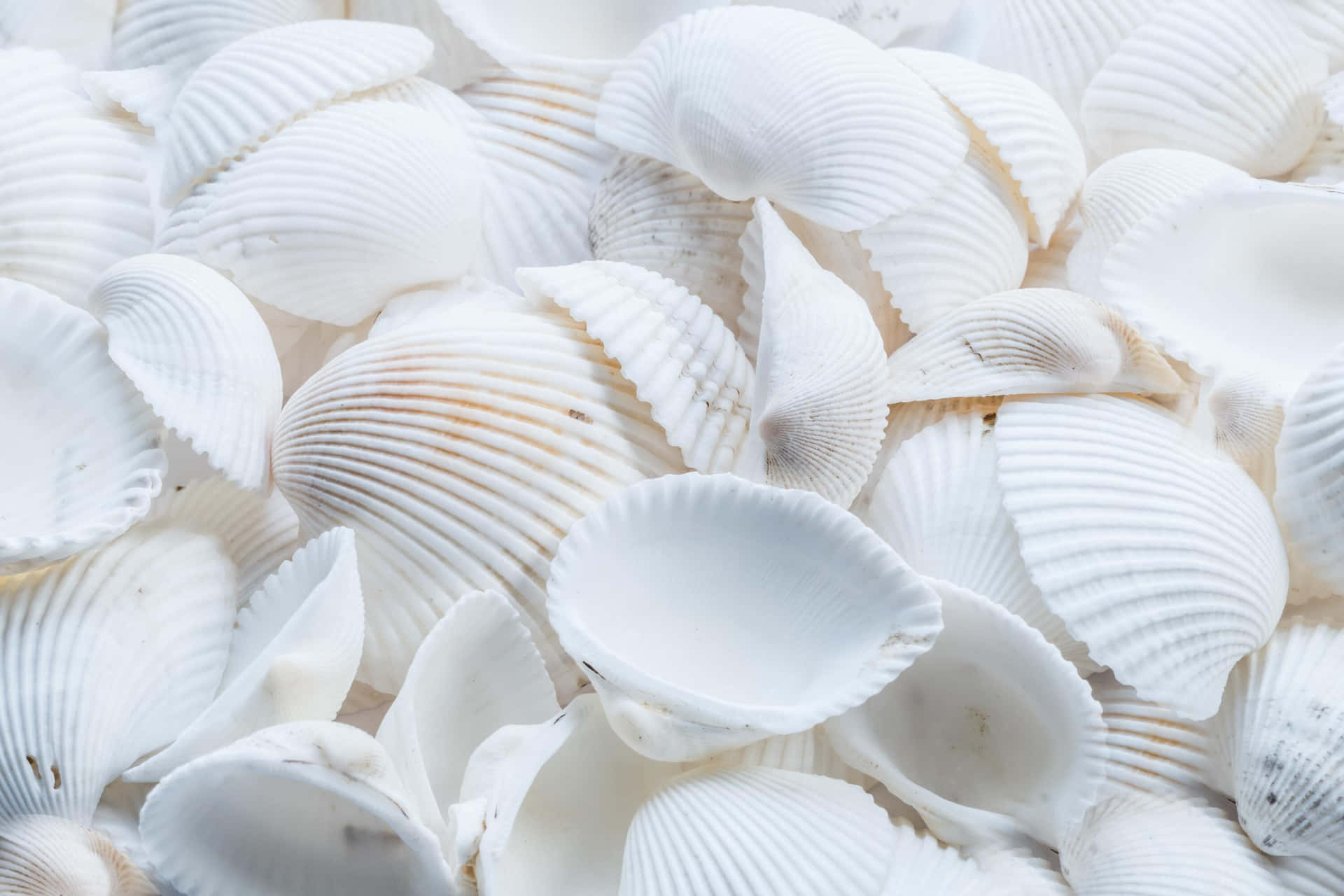 White Cockle Shells Texture Wallpaper