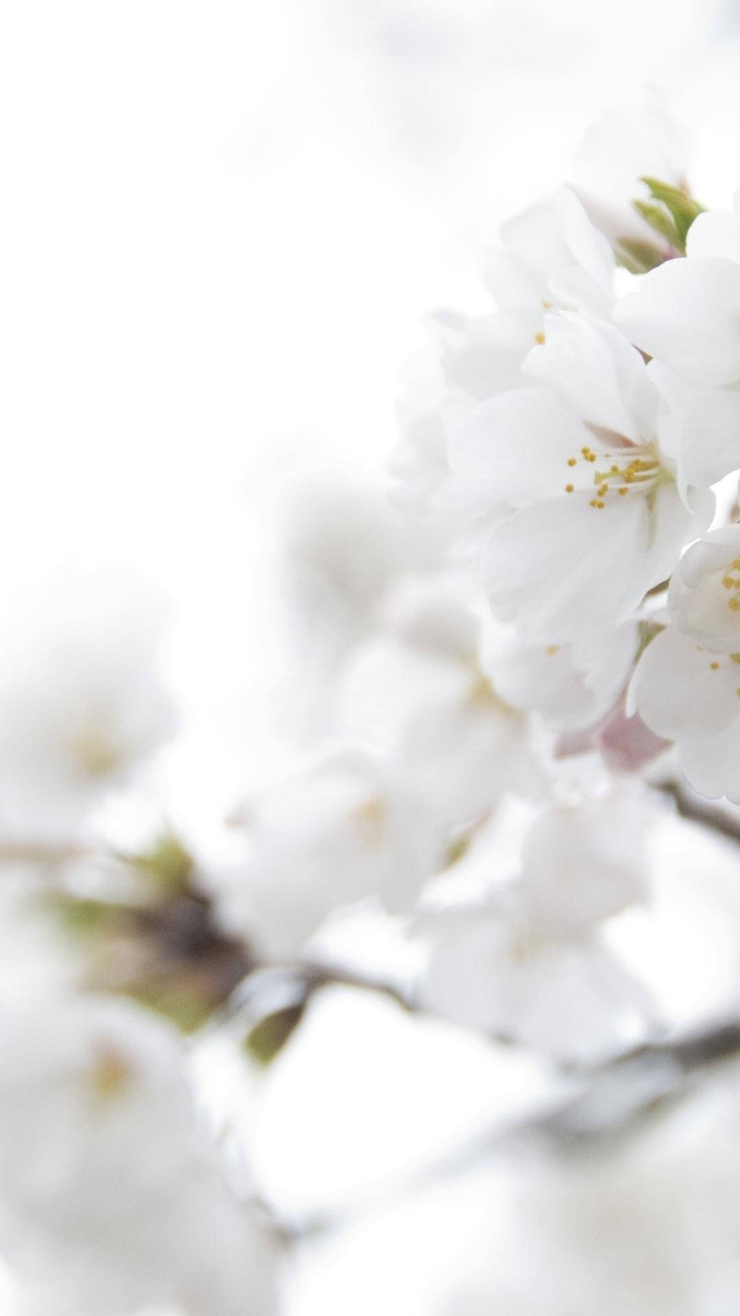 White Color Cherry Blossoms Wallpaper