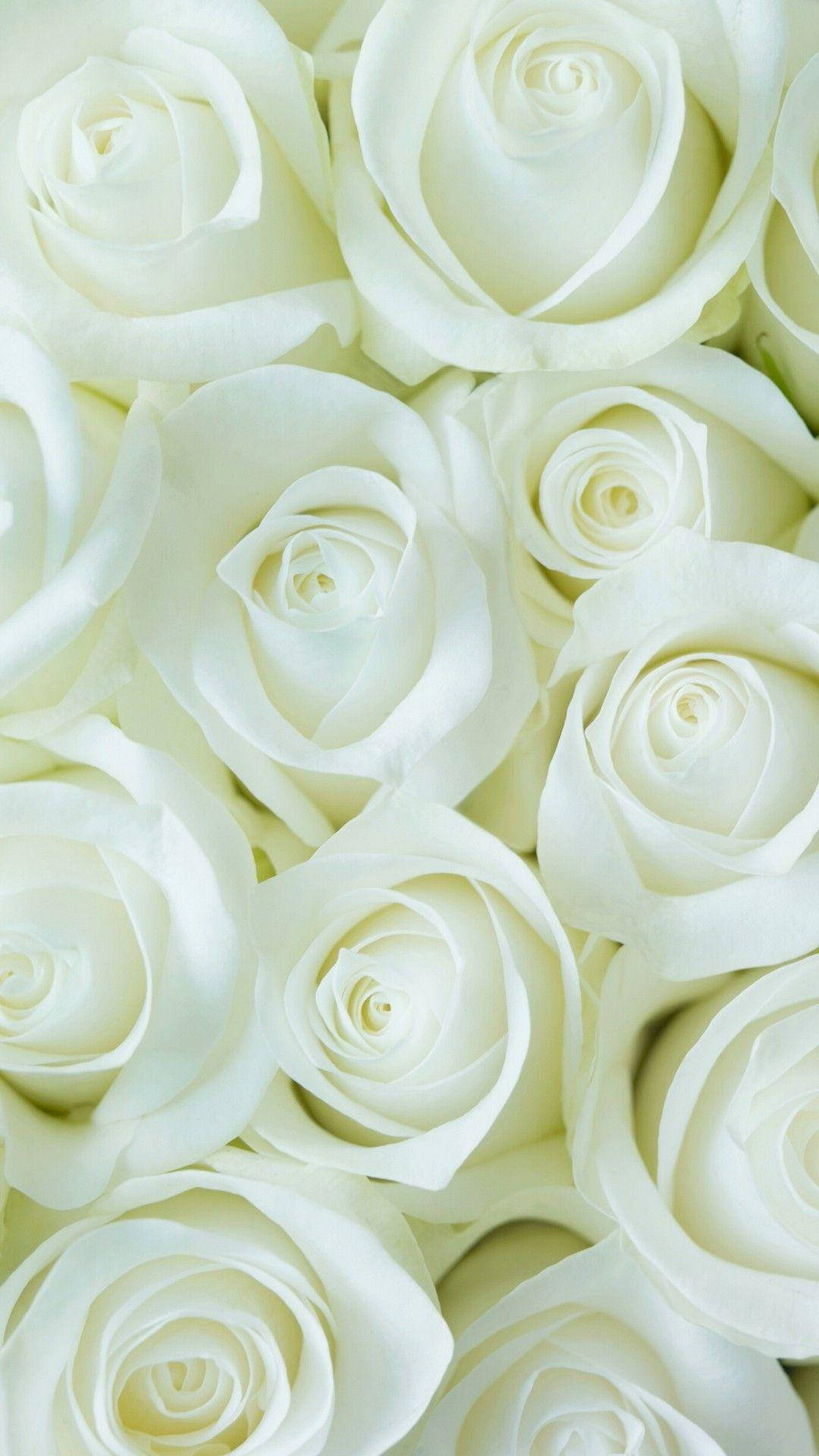 White Color Rose Flowers Wallpaper