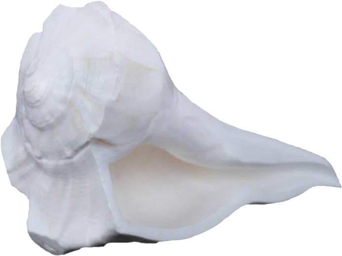 White Conch Shell Isolated Background PNG