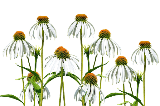 White Coneflowers Black Background PNG