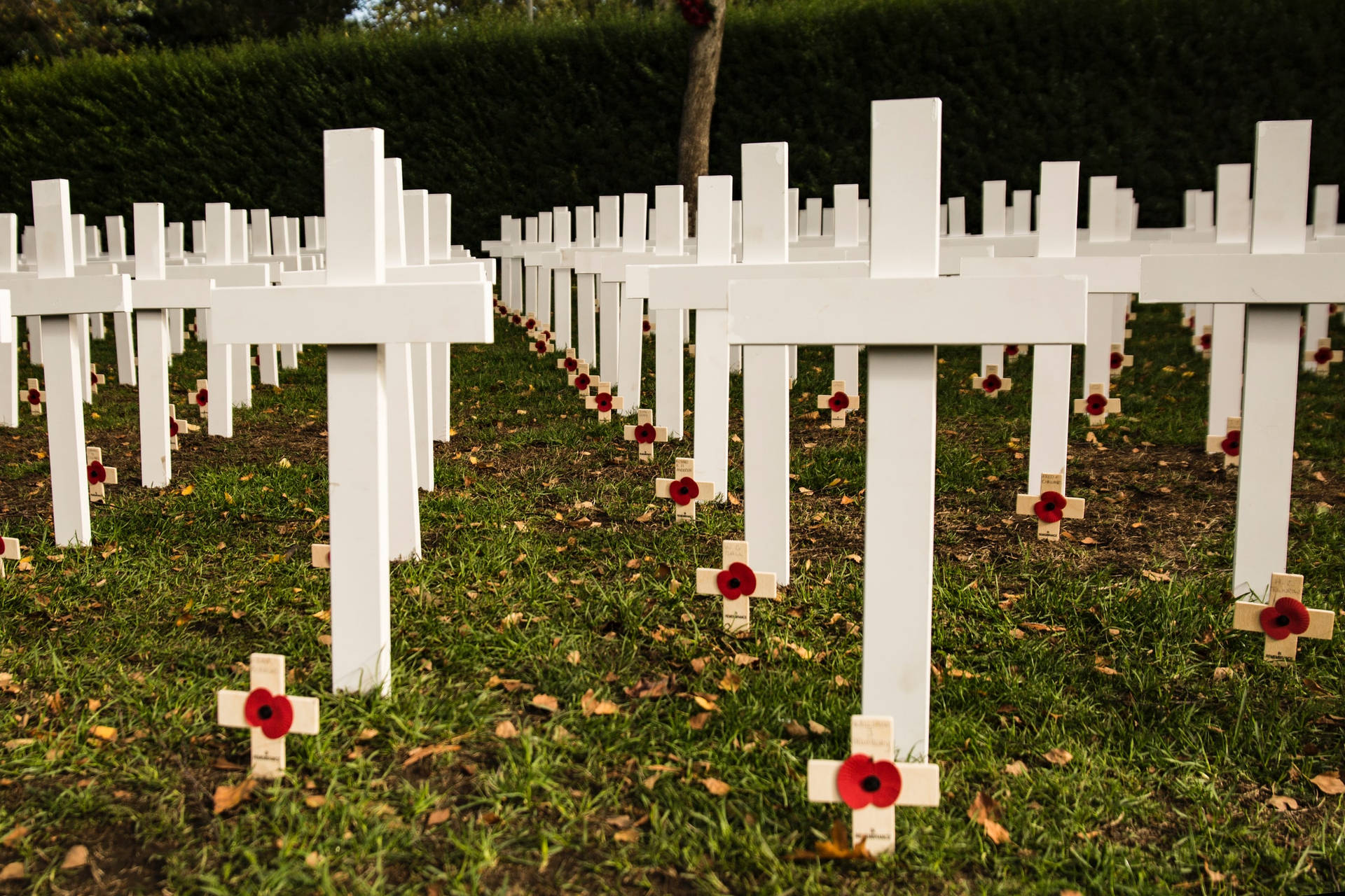 White Crosses With Remembrance Day Memorabilia Wallpaper