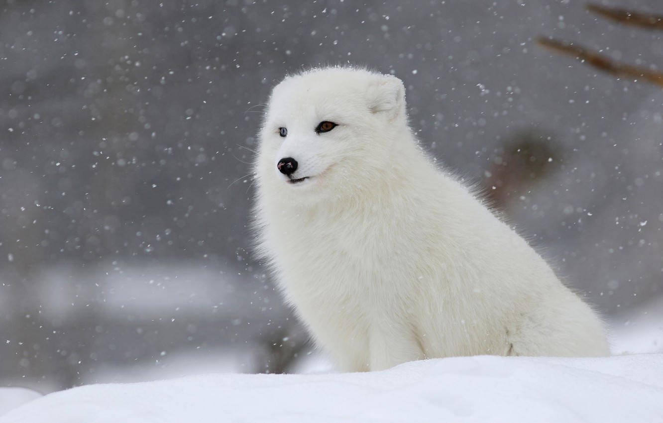White Cute Fox In Snow Wallpaper