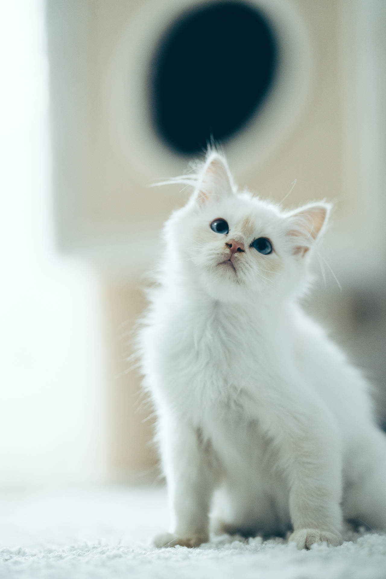 Gattino Sveglio Bianco Sul Tappeto Sfondo