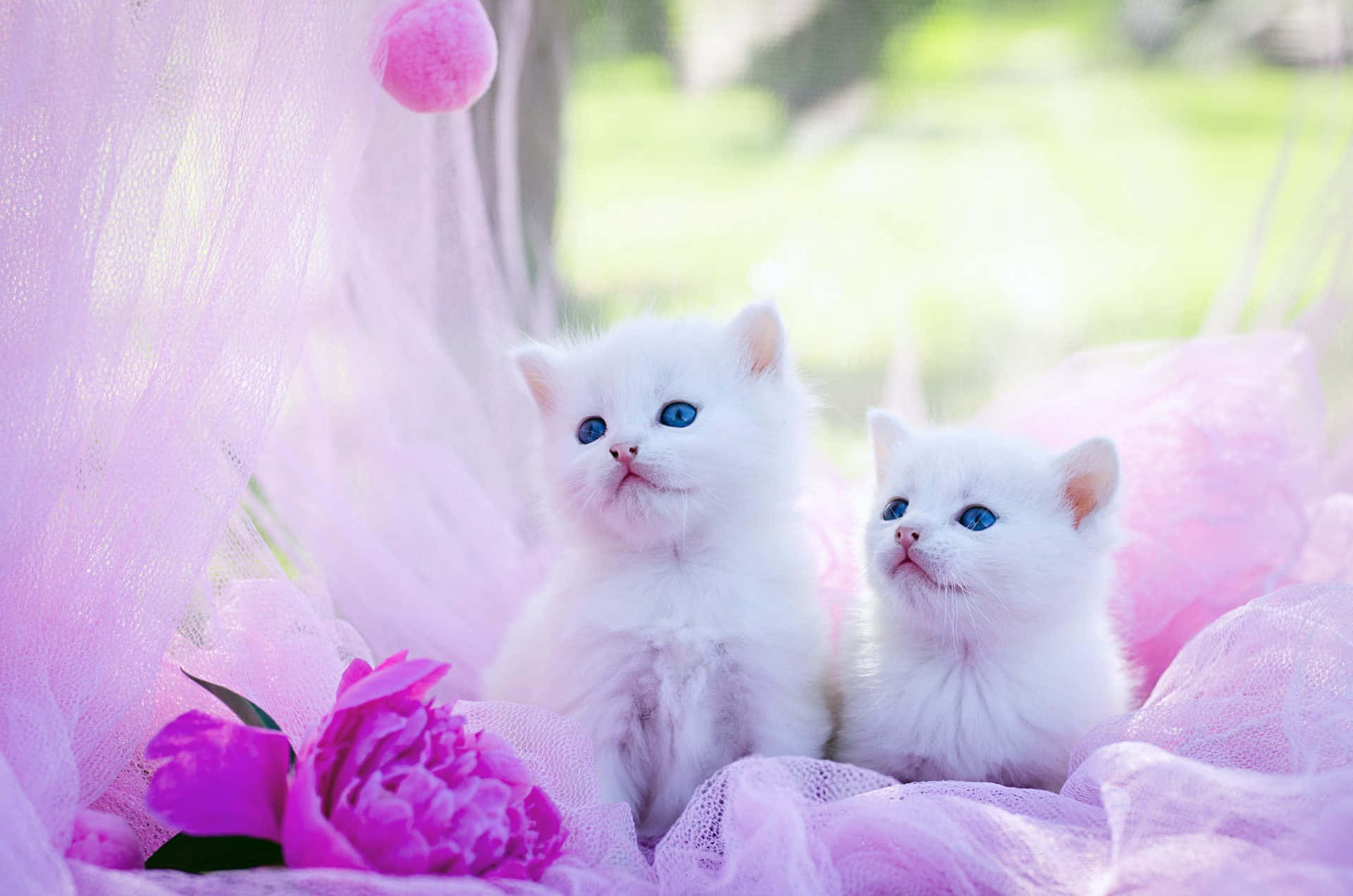 White Cute Kitties With Purple Flowers Wallpaper