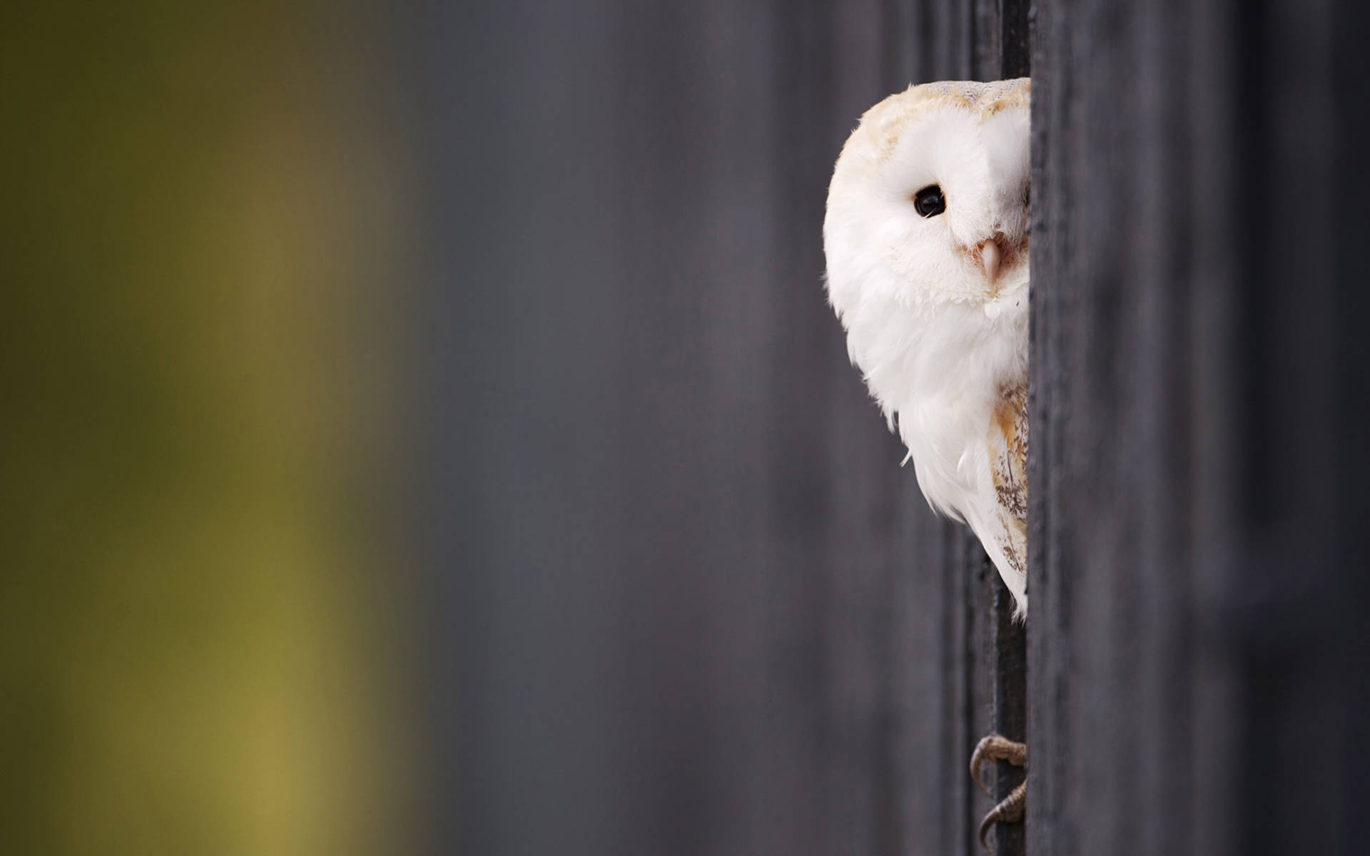 White Cute Owl Wallpaper