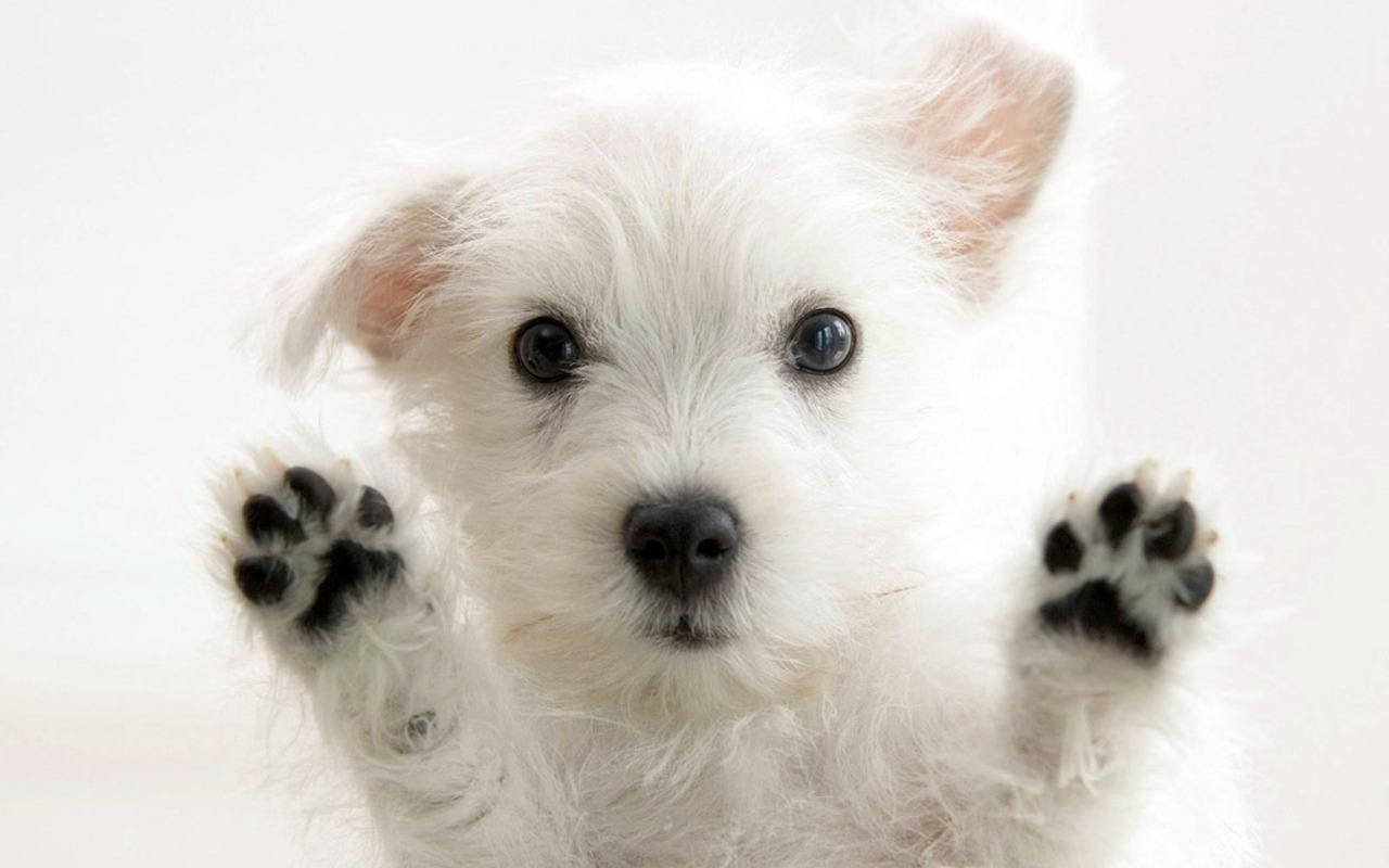 White Cute Puppy Black Paw