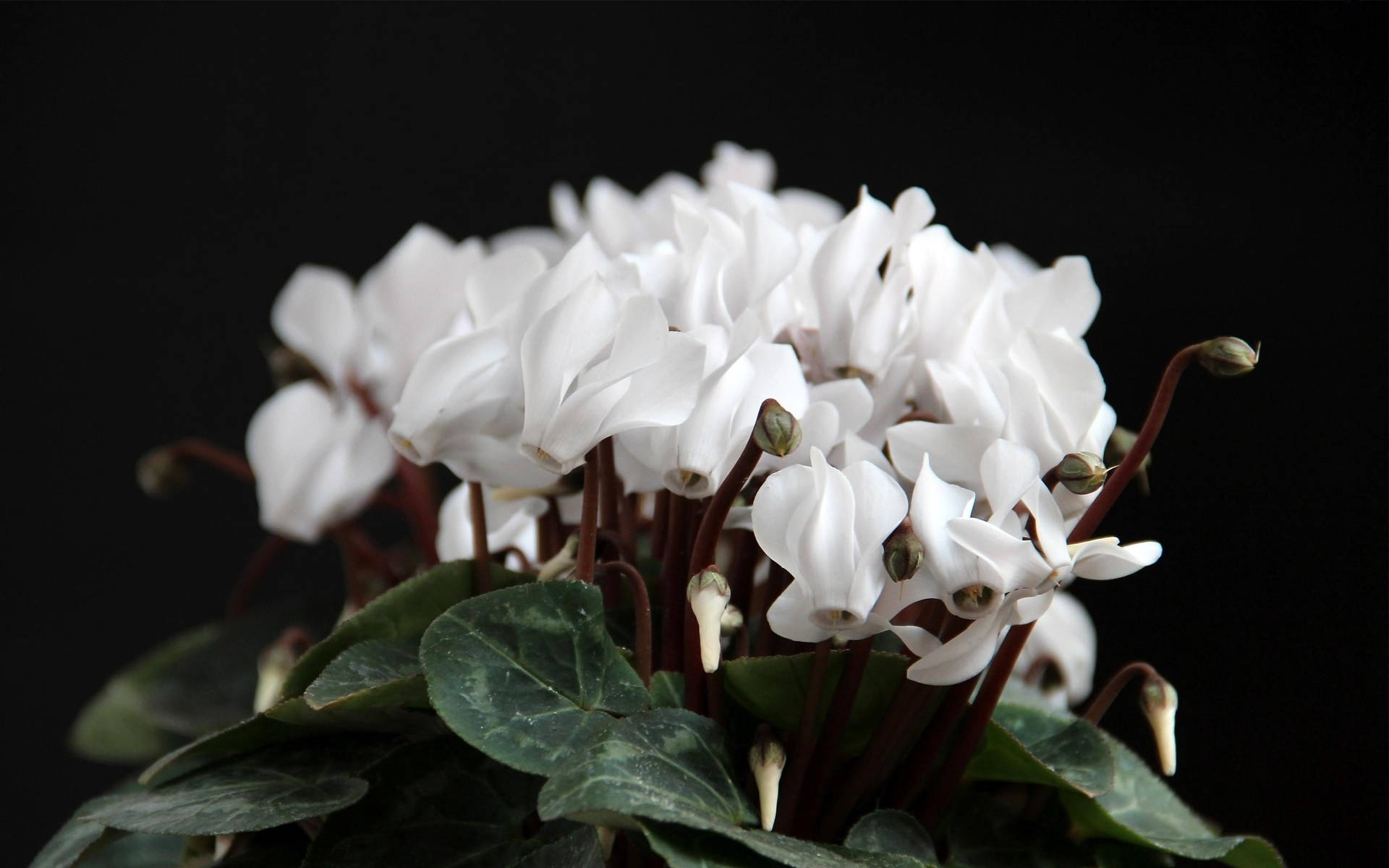 Vibrant White Cyclamen Blossoms in Full Bloom Wallpaper
