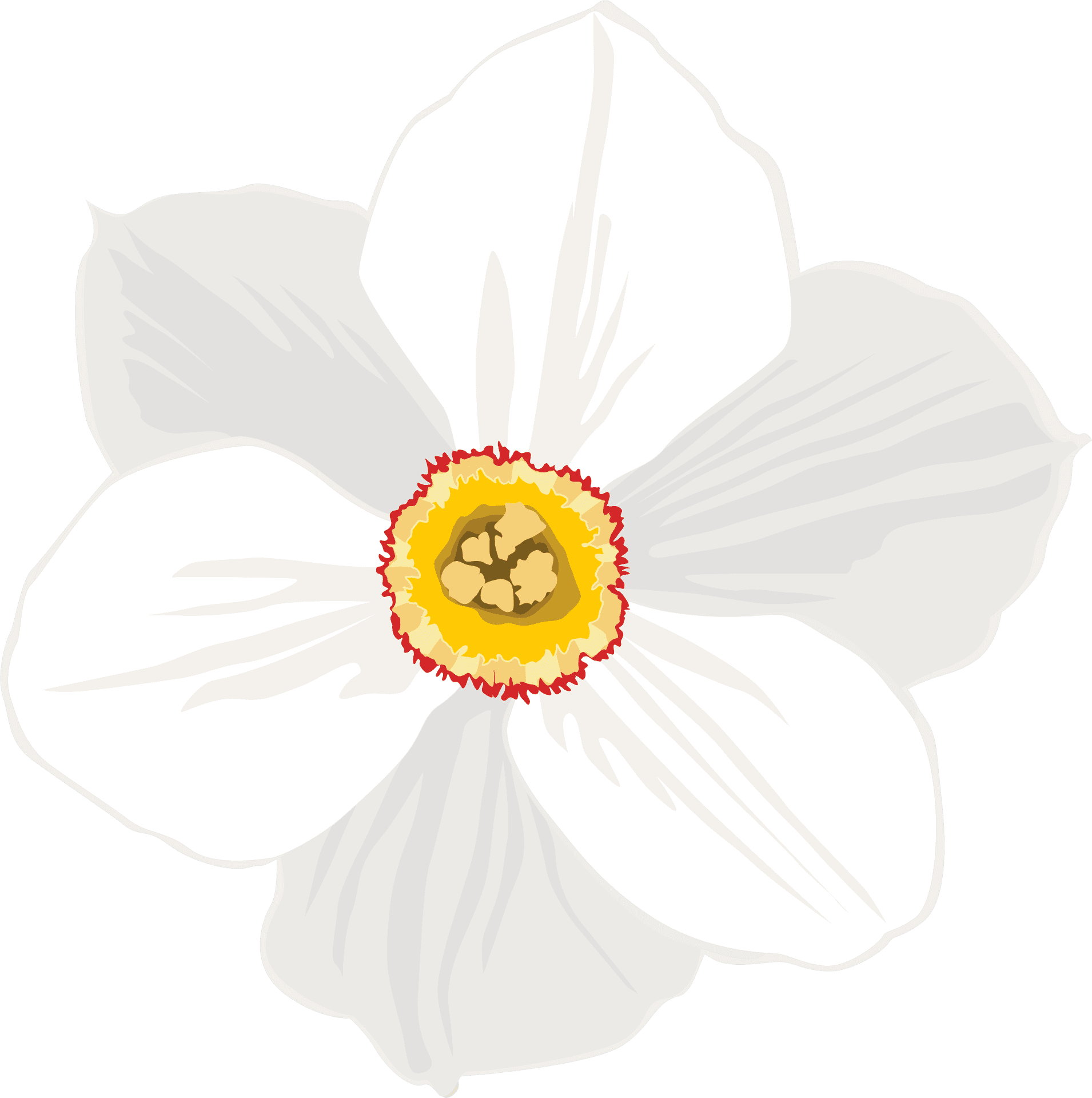 White Daffodil Illustration PNG