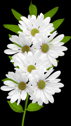 White Daisies Black Background PNG