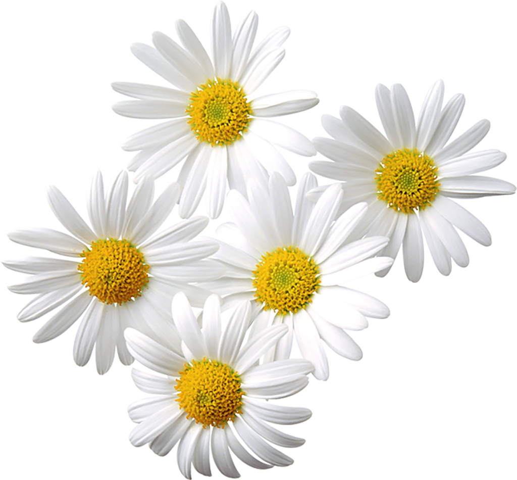 White Daisies Cluster.png PNG