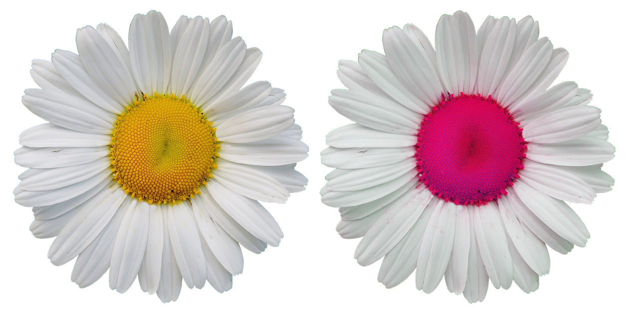 White Daisies Contrasting Centers PNG