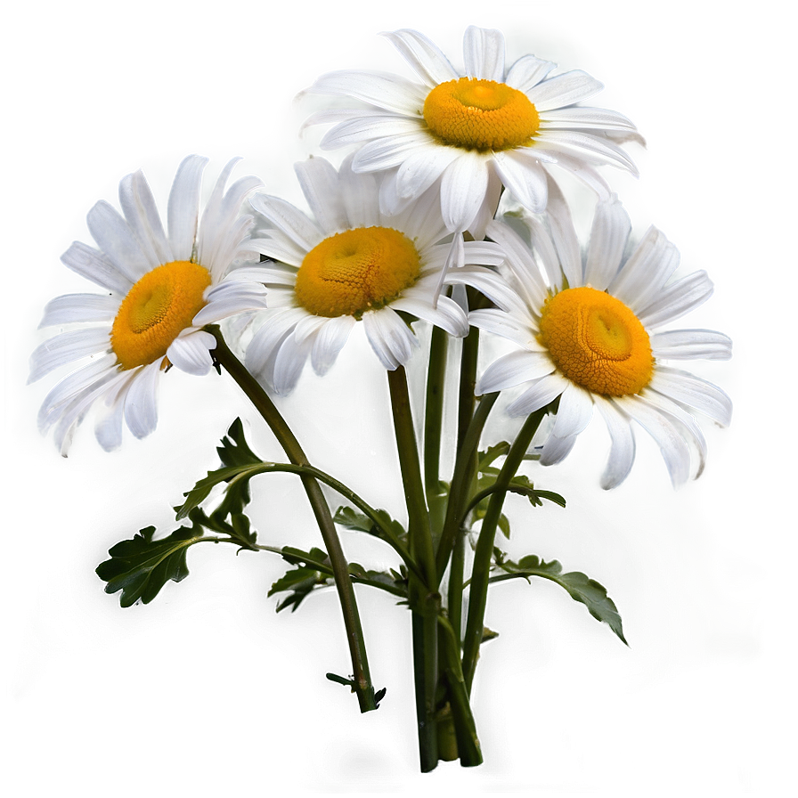 White Daisies Flowers Png Gjr PNG