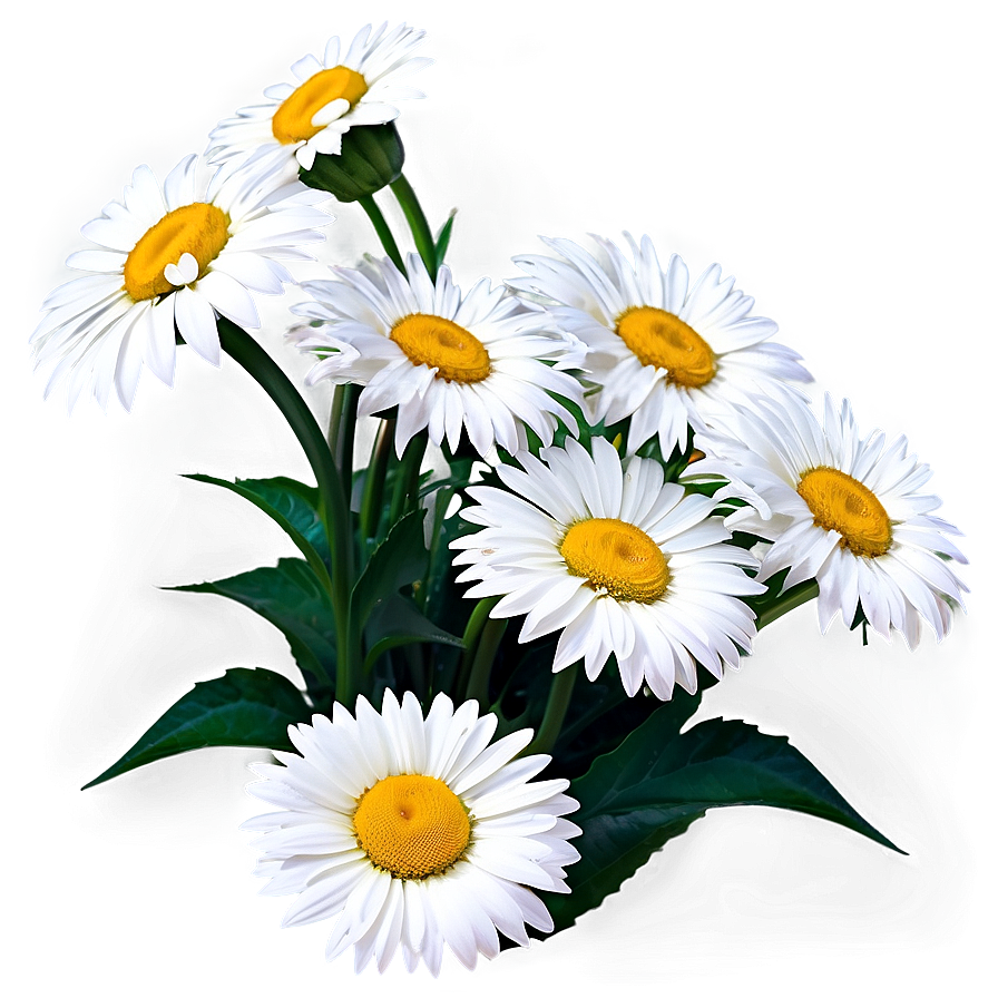 White Daisies Flowers Png God PNG