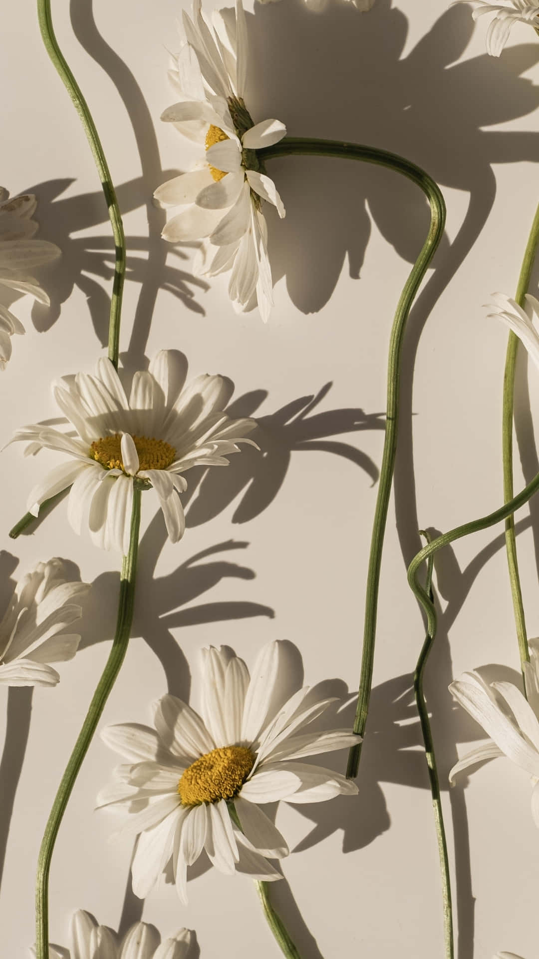 White Daisies Shadows Art Wallpaper