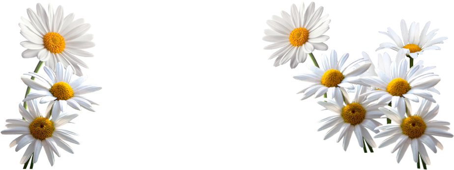 White Daisies Transparent Background PNG