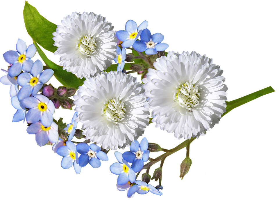White Daisiesand Forget Me Nots PNG