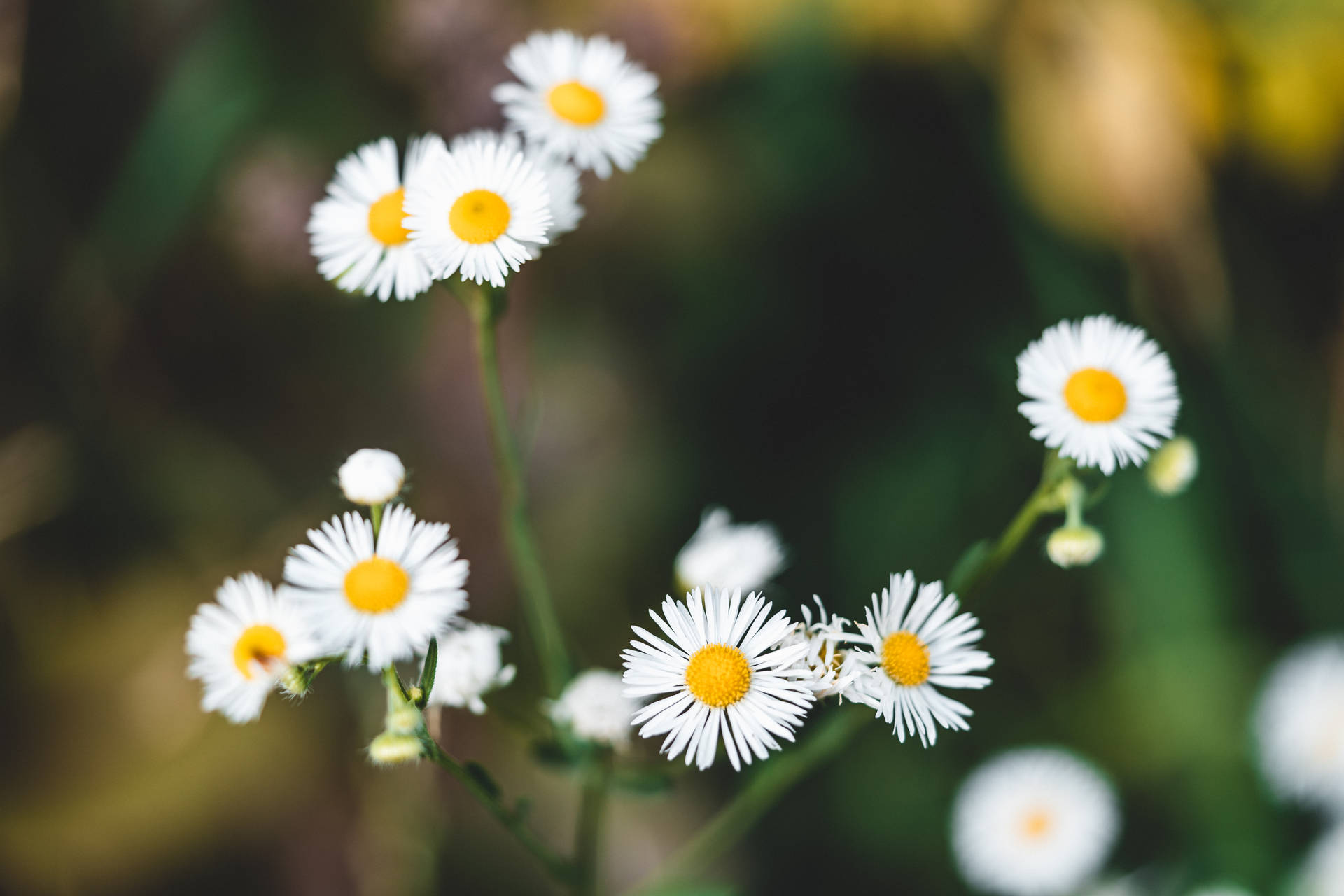 White Daisy Aesthetic Flower Picture