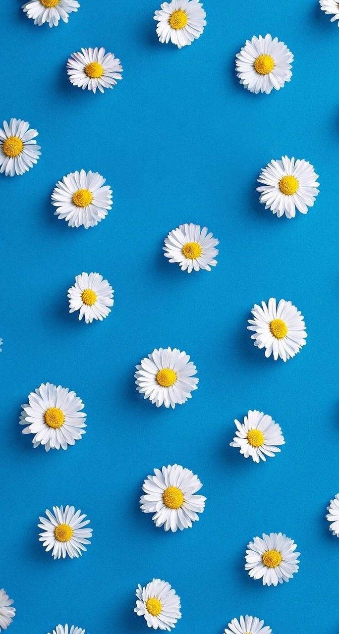 White Daisy Aesthetic In Blue Background