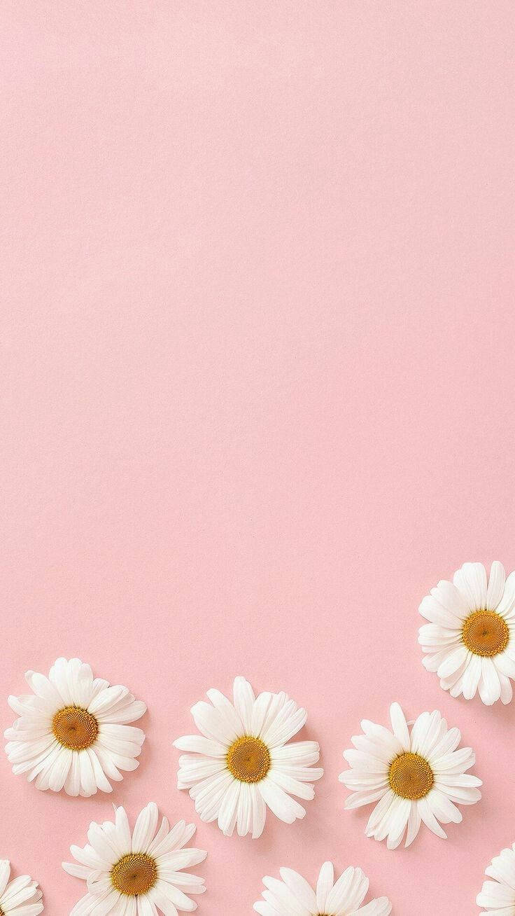 White Daisy Aesthetic In Pink Wallpaper