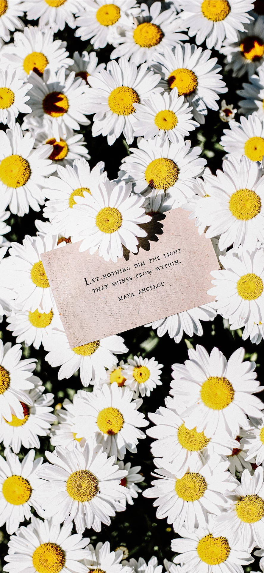 White Daisy Aesthetic With Note Background