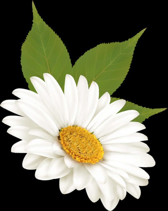 White Daisy Black Background PNG