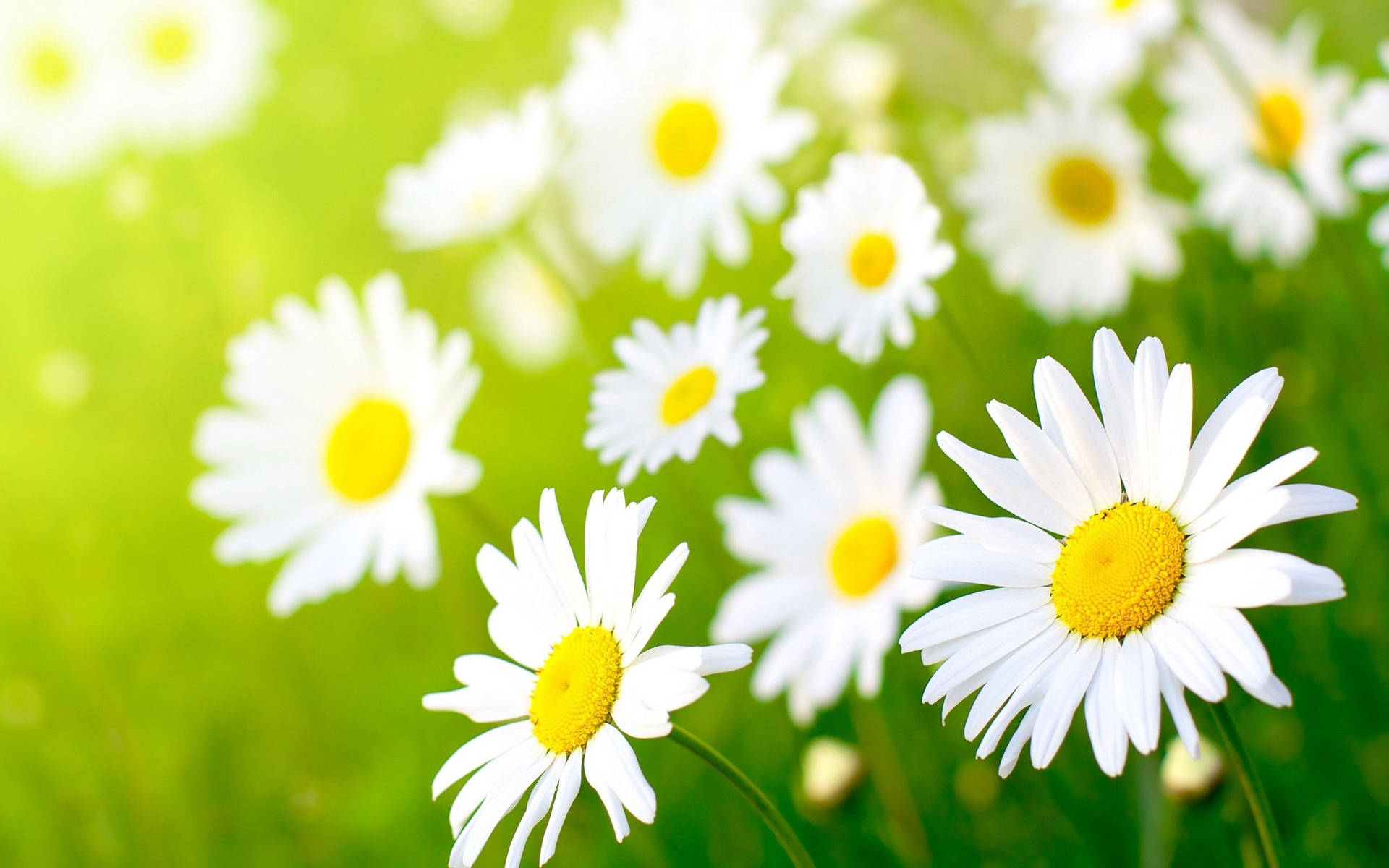 White Daisy Flower Desktop