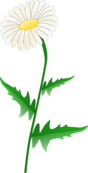 White Daisy Graphic PNG