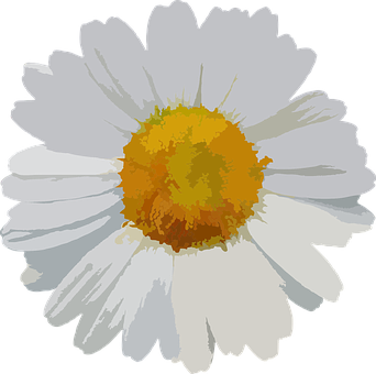 White Daisy Vector Illustration PNG