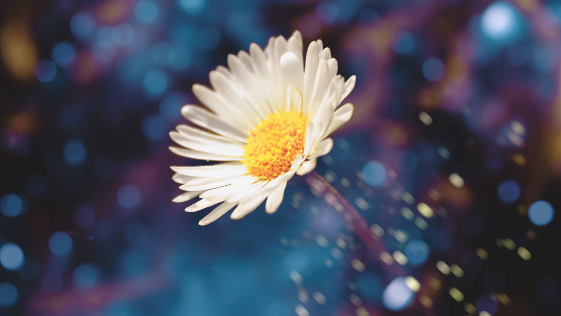 White Daisy With Bokeh Effects Wallpaper