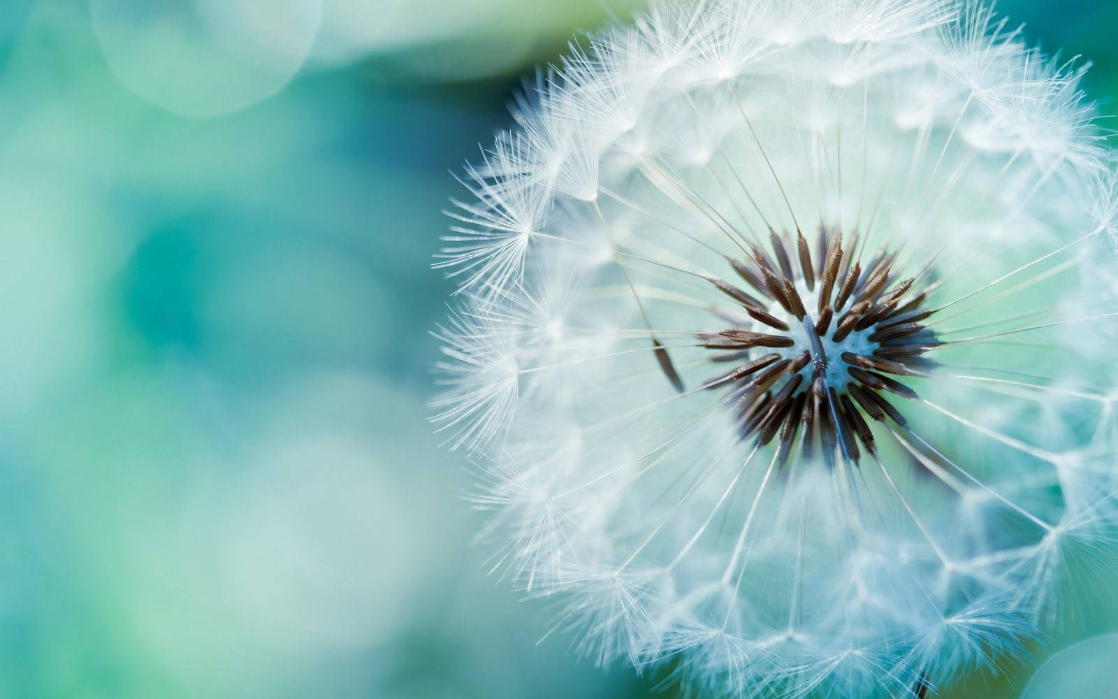 A White Dandelion in Summertime Wallpaper