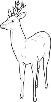 White Deer Illustration PNG