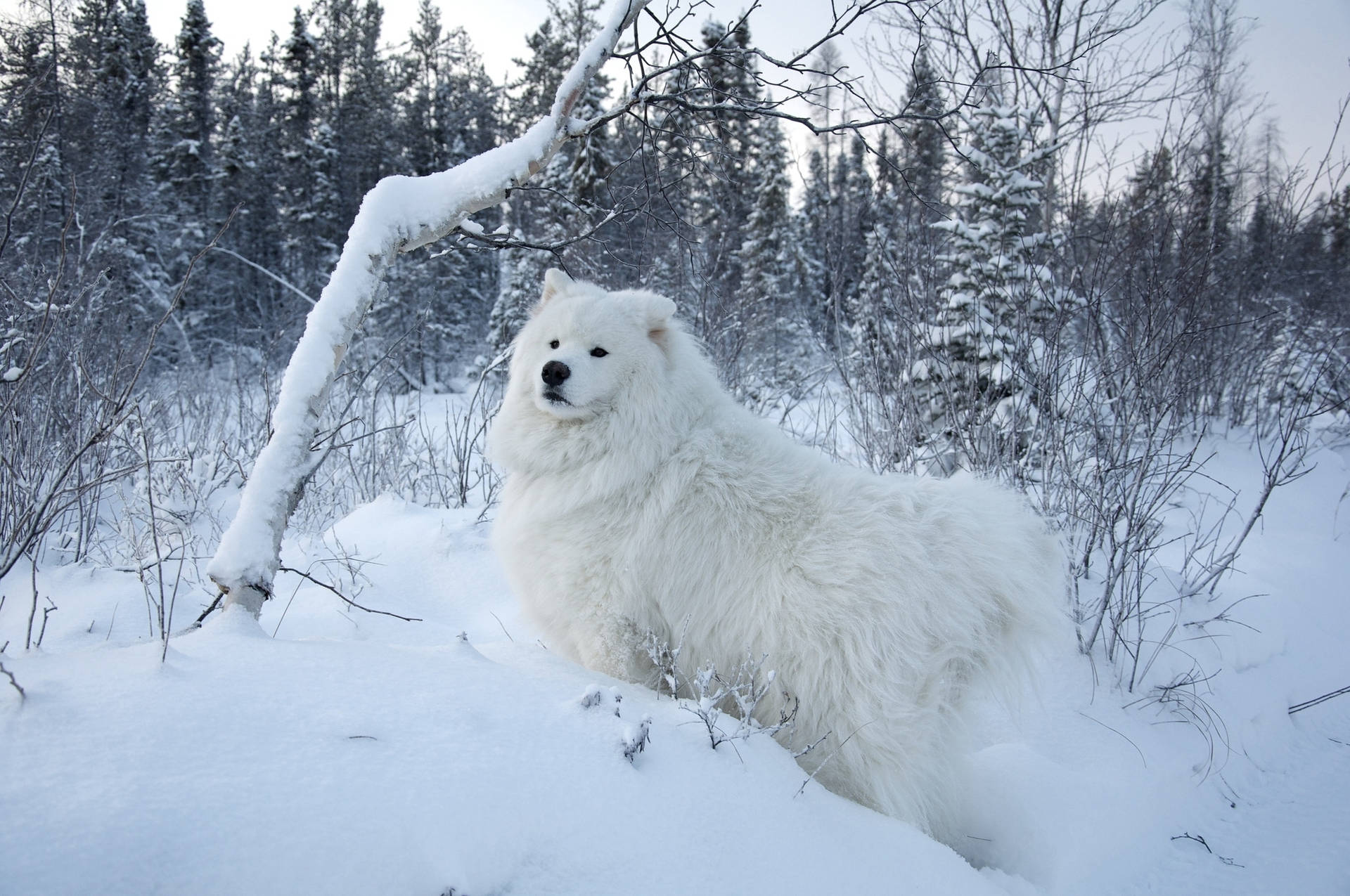 White Dog In Winter