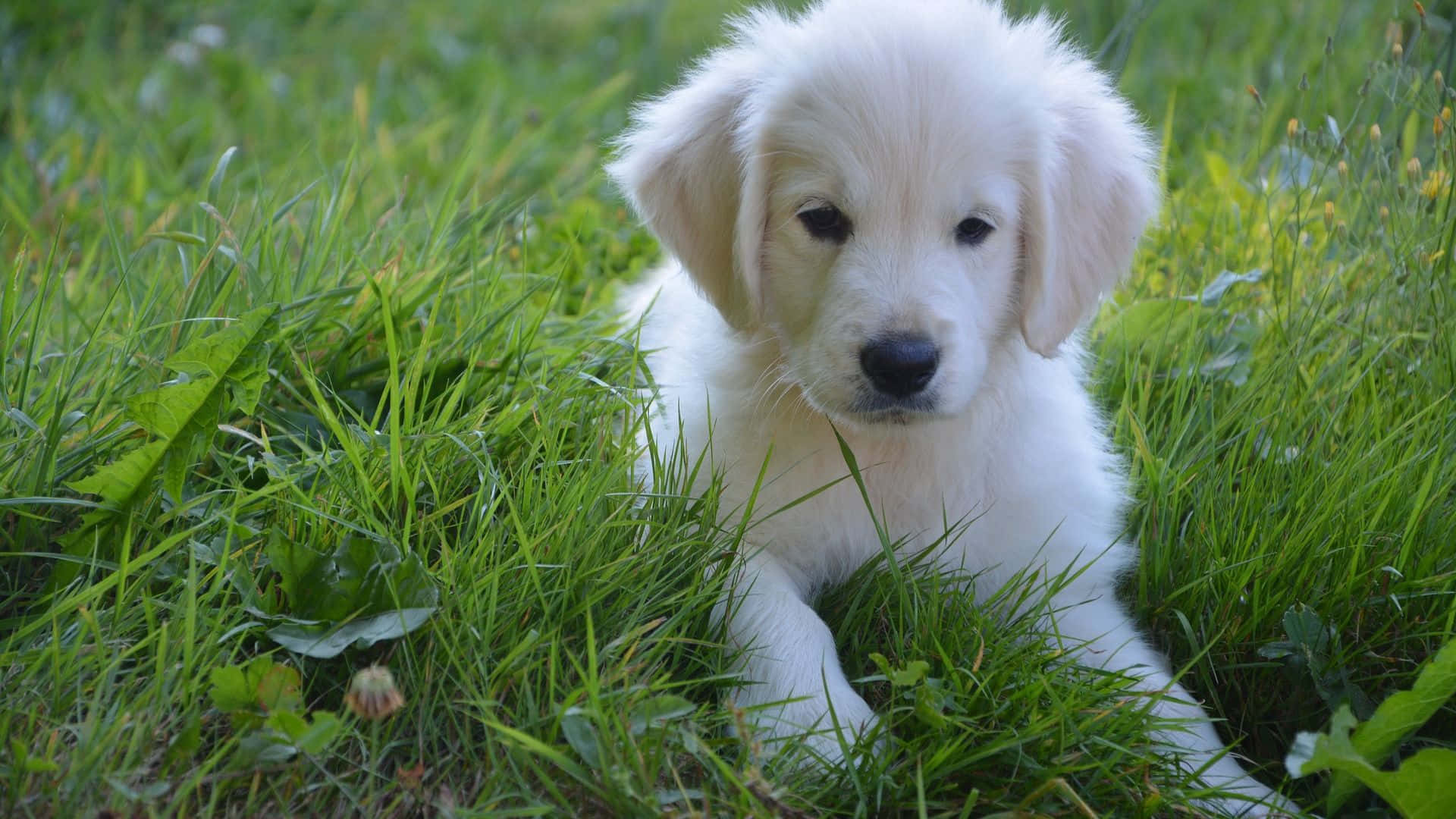 White Dog Pictures 1920 X 1080 Picture