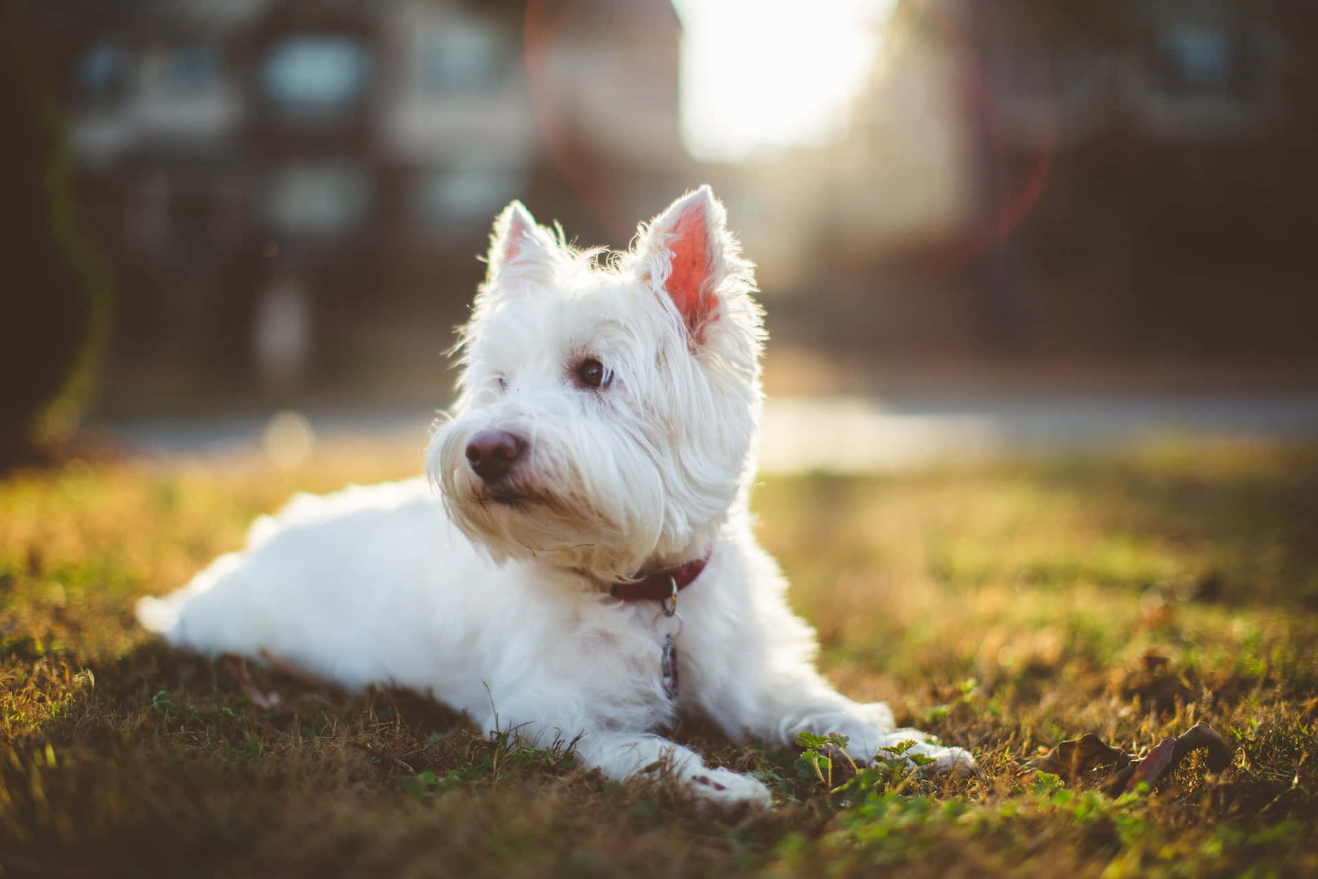 White Dog Pictures 2048 X 1365 Picture
