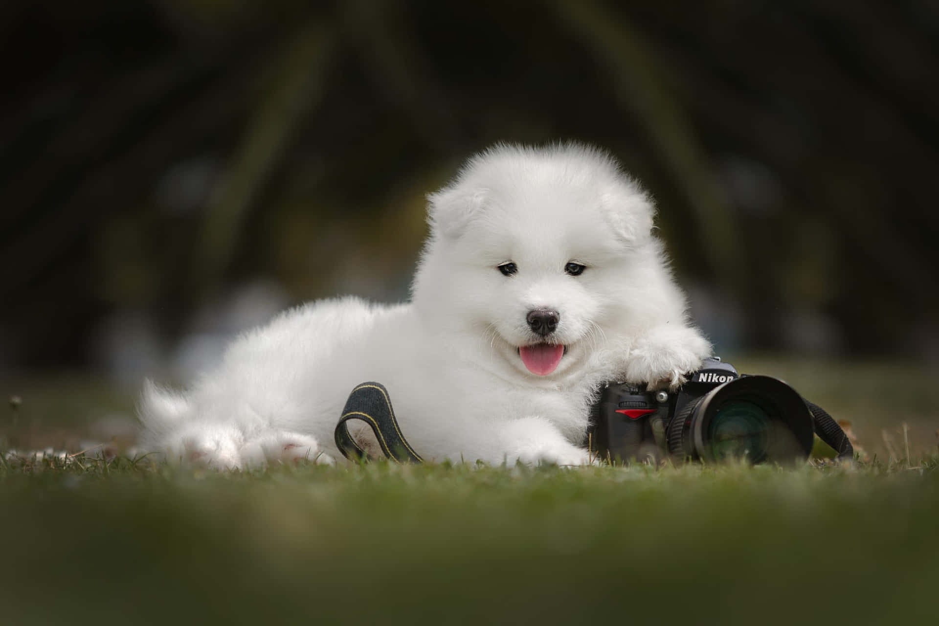 White Dog Pictures 2000 X 1333 Picture