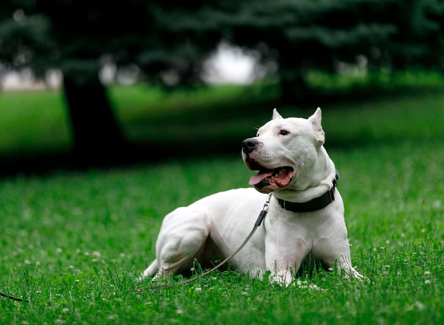 White Dog Pictures 1500 X 1100 Picture