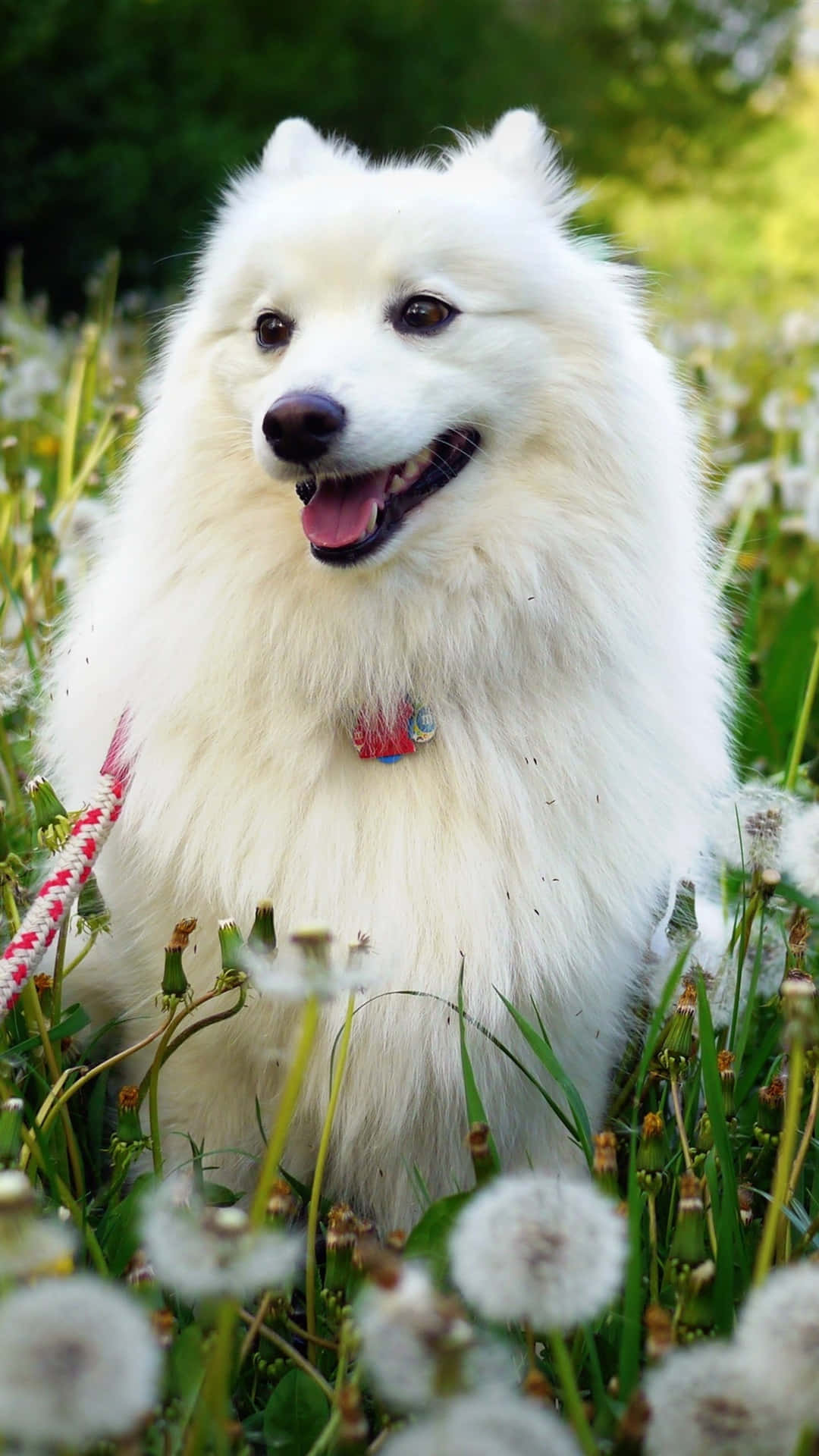 White Dog Pictures 1080 X 1920 Picture
