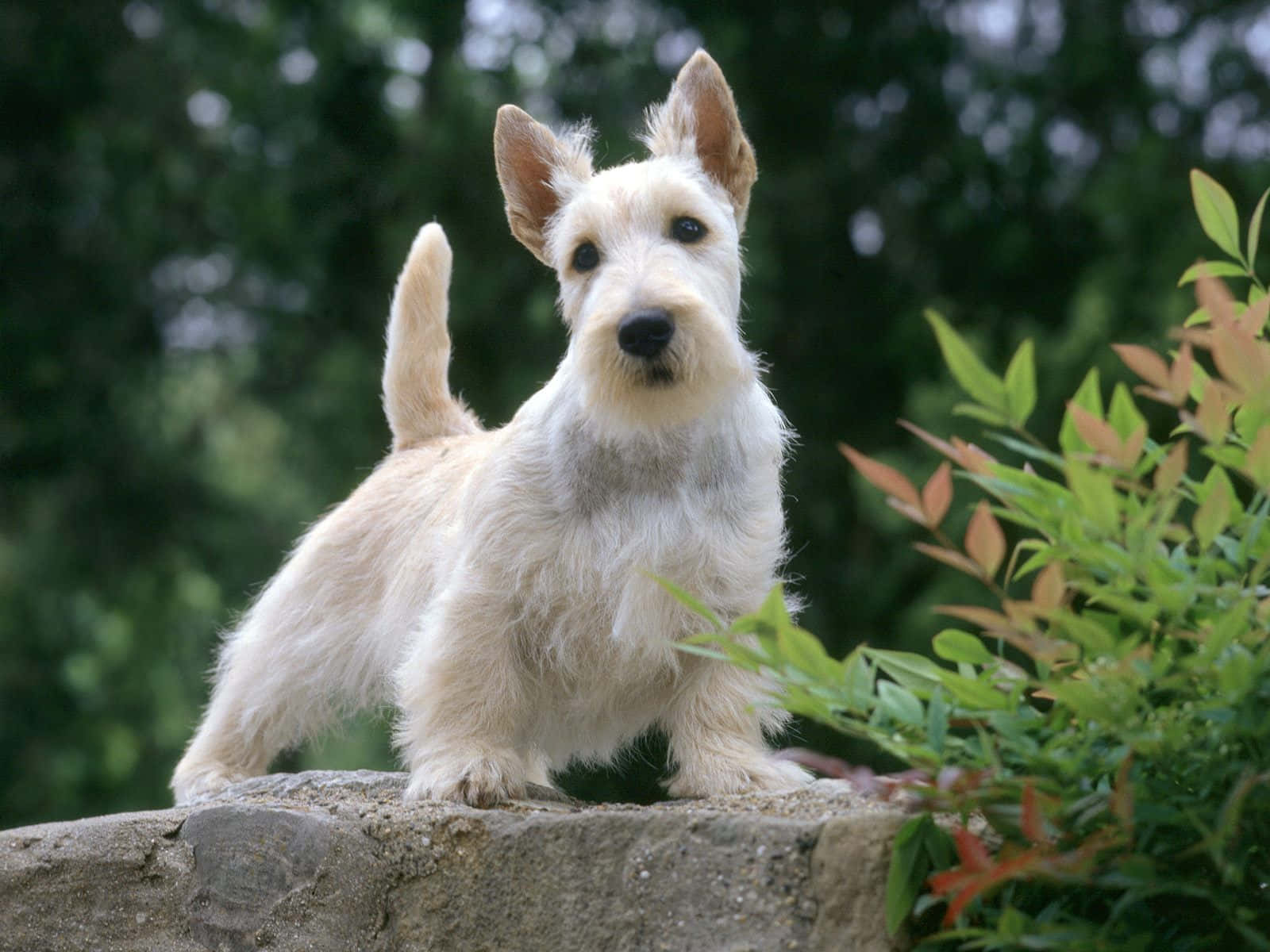 Skotsk Terrier Hvid Hund Billeder Tapet