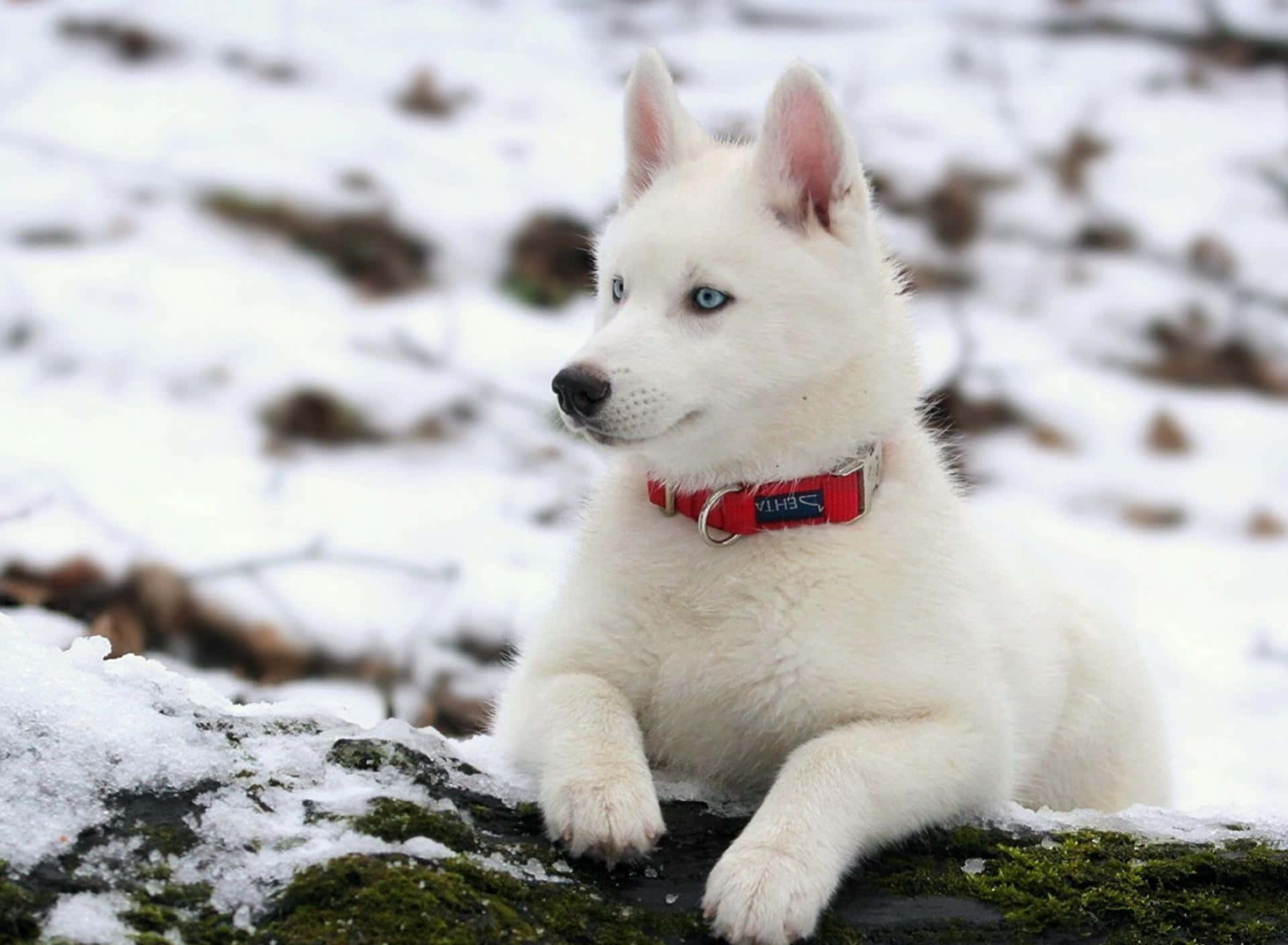 Immaginidi Cani Bianchi Nella Neve