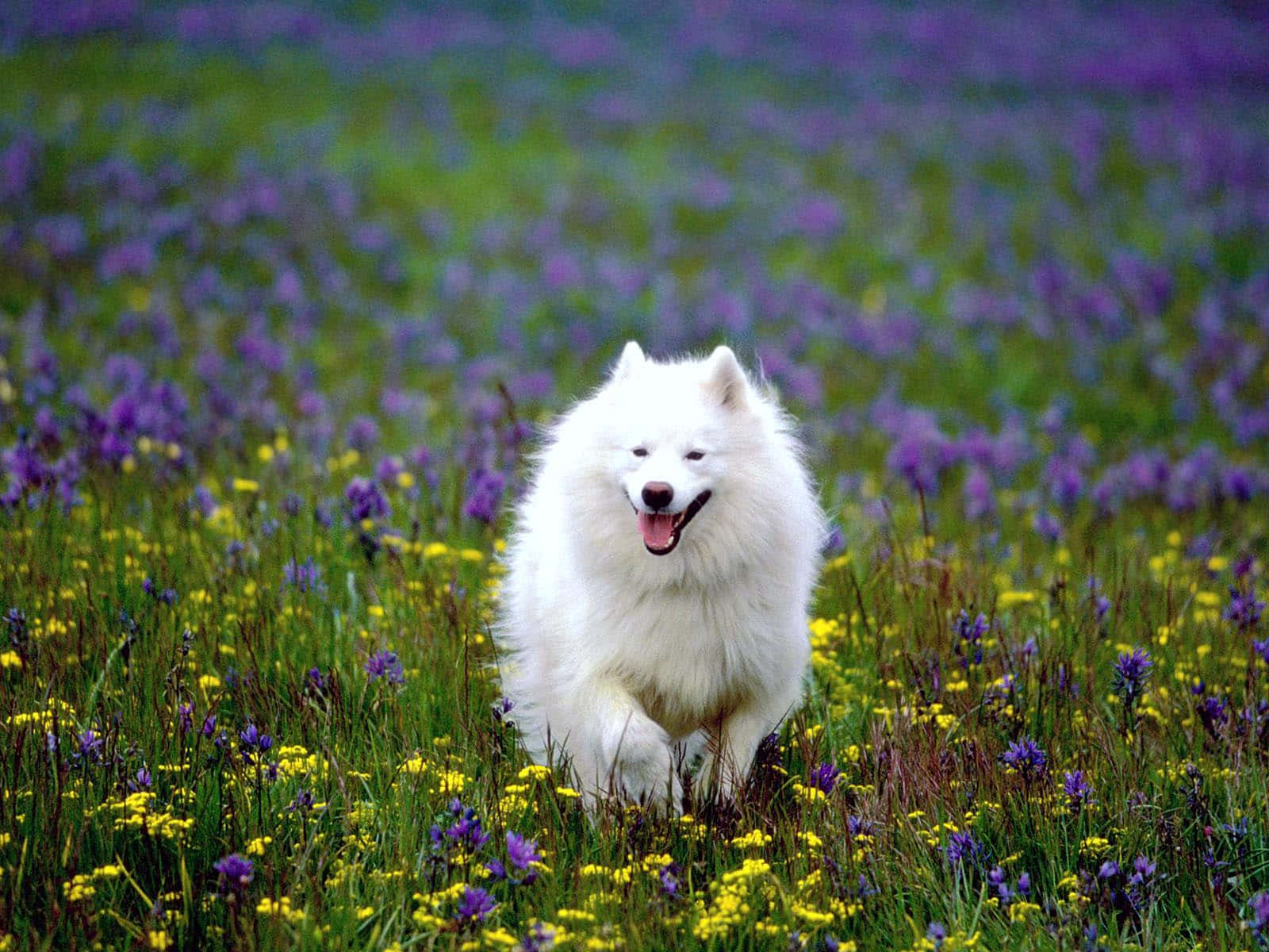 Amerikanischeeskimohund-weiße Hundebilder