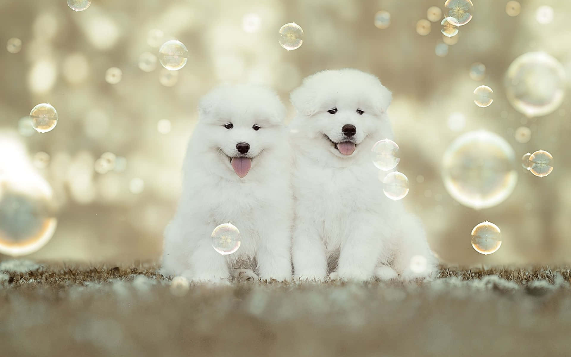 Immaginidi Un Cane Bianco E Un Cucciolo Soffice