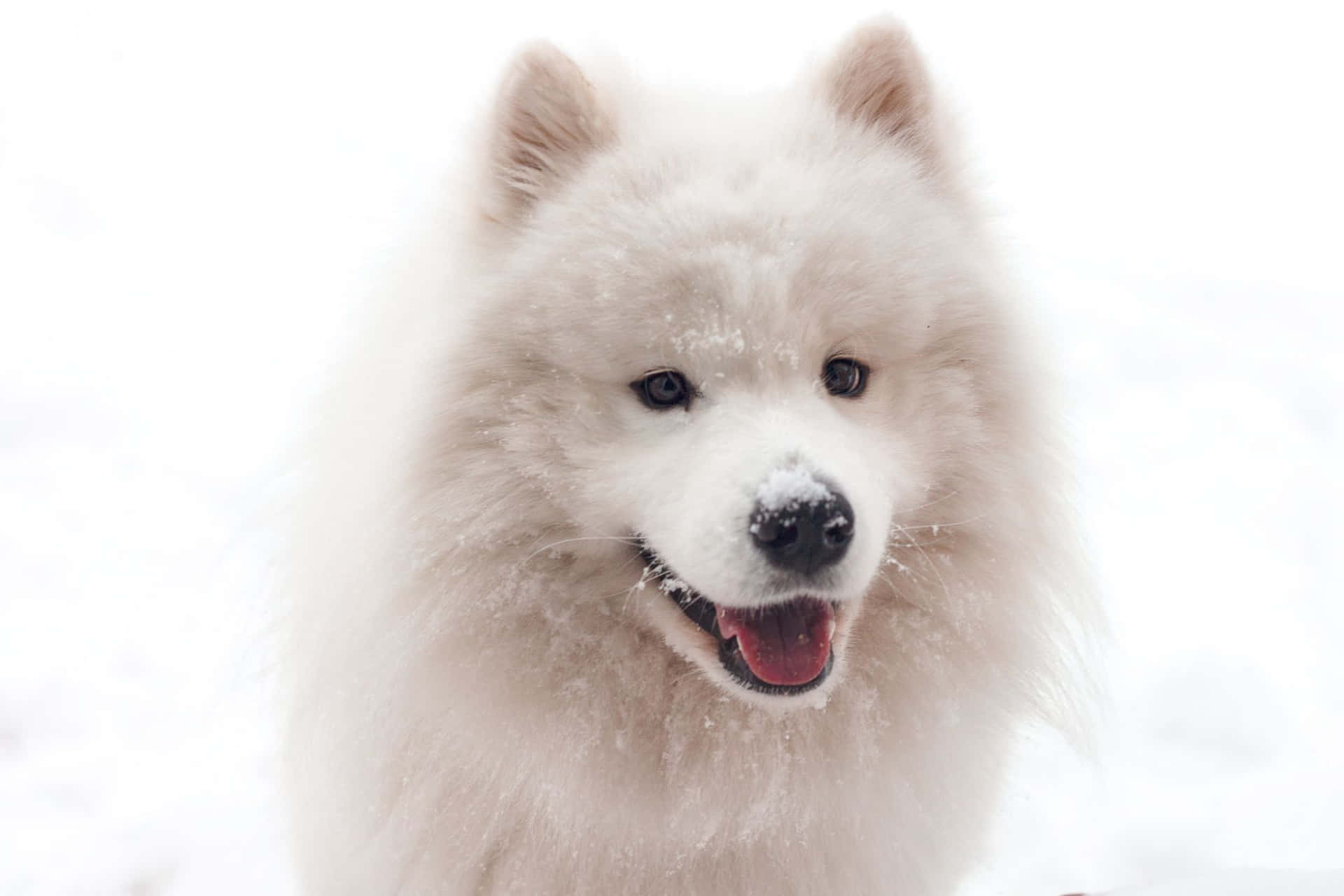 Bildervon Einem Weißen Samojeden-hund Im Schnee