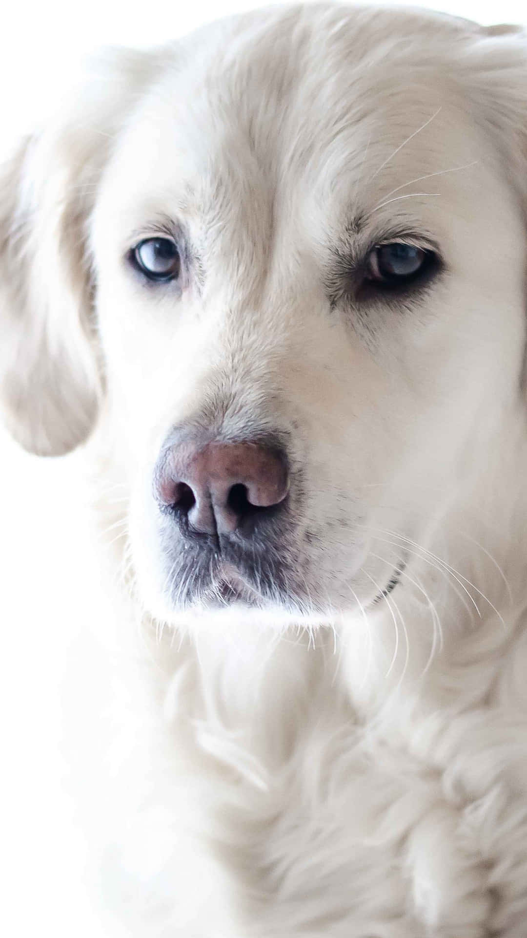 Carineimmagini In Primo Piano Di Un Cane Bianco